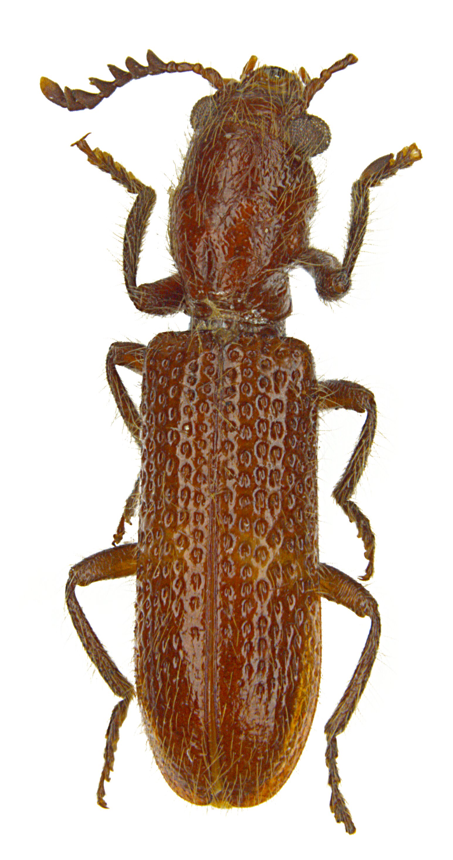 Strotocera werneri