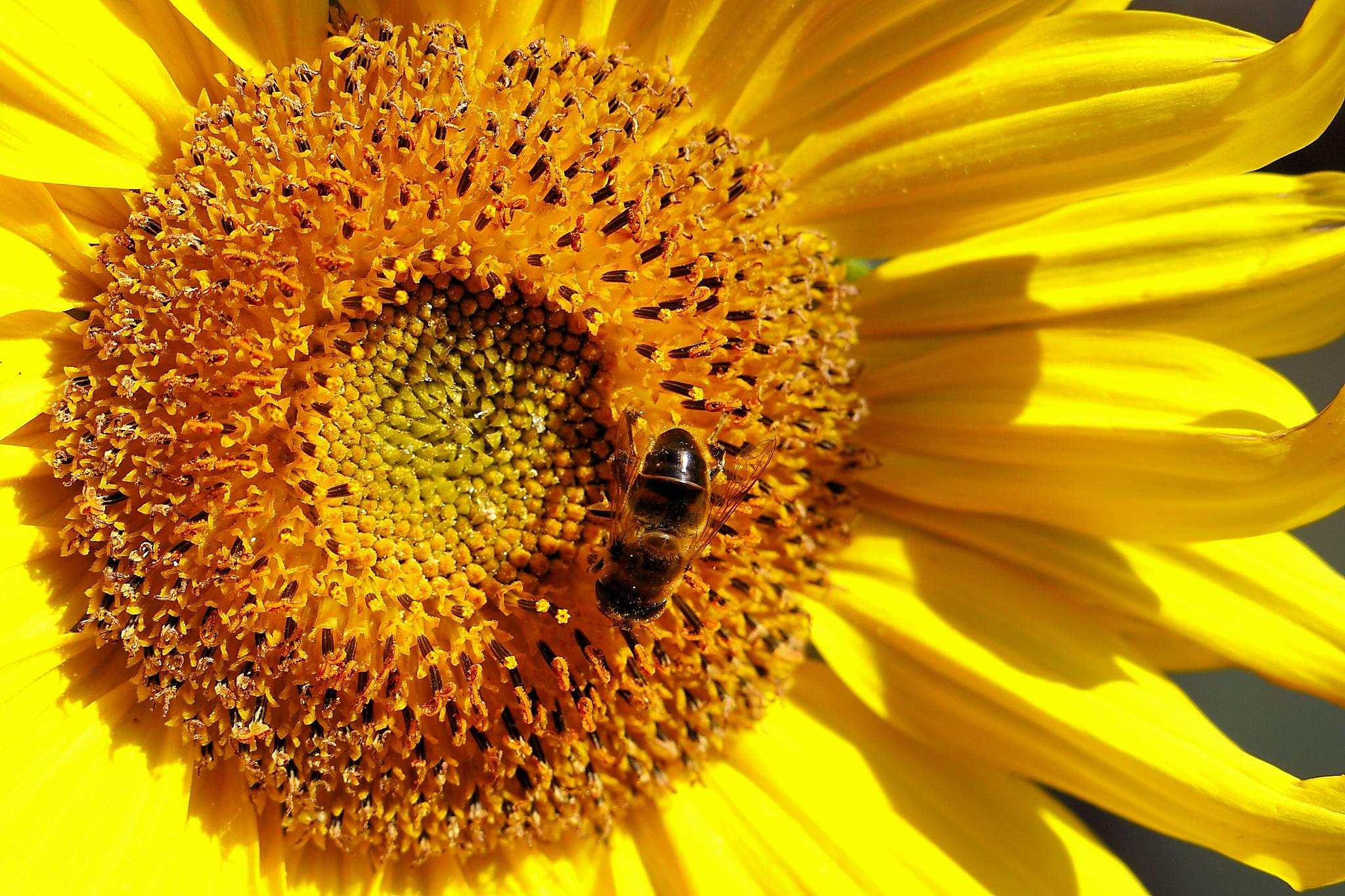 Sunflower & Friend (7992158413)
