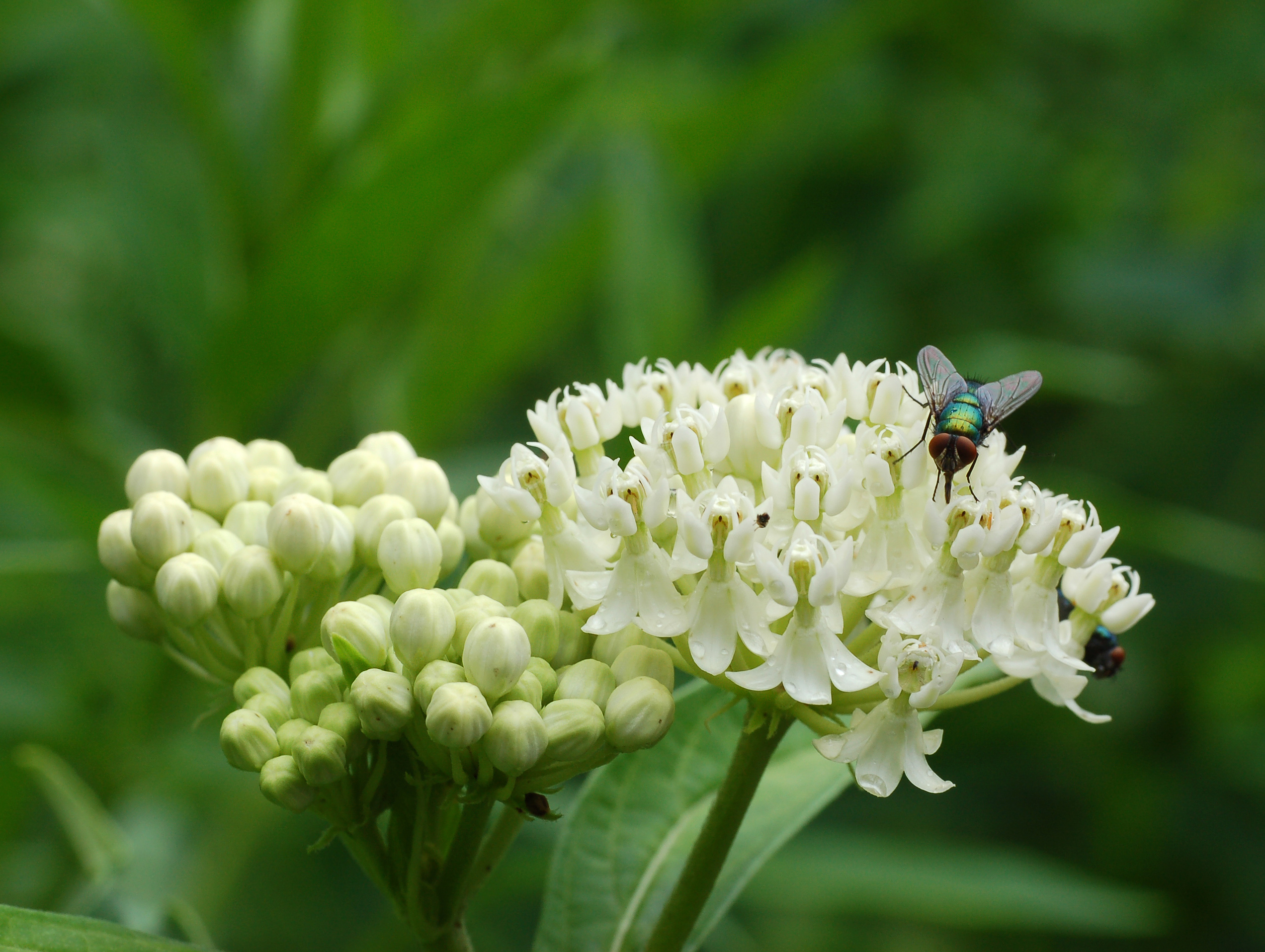Swamp Milkweed Asclepias incarnata 'Ice Ballet' Fly