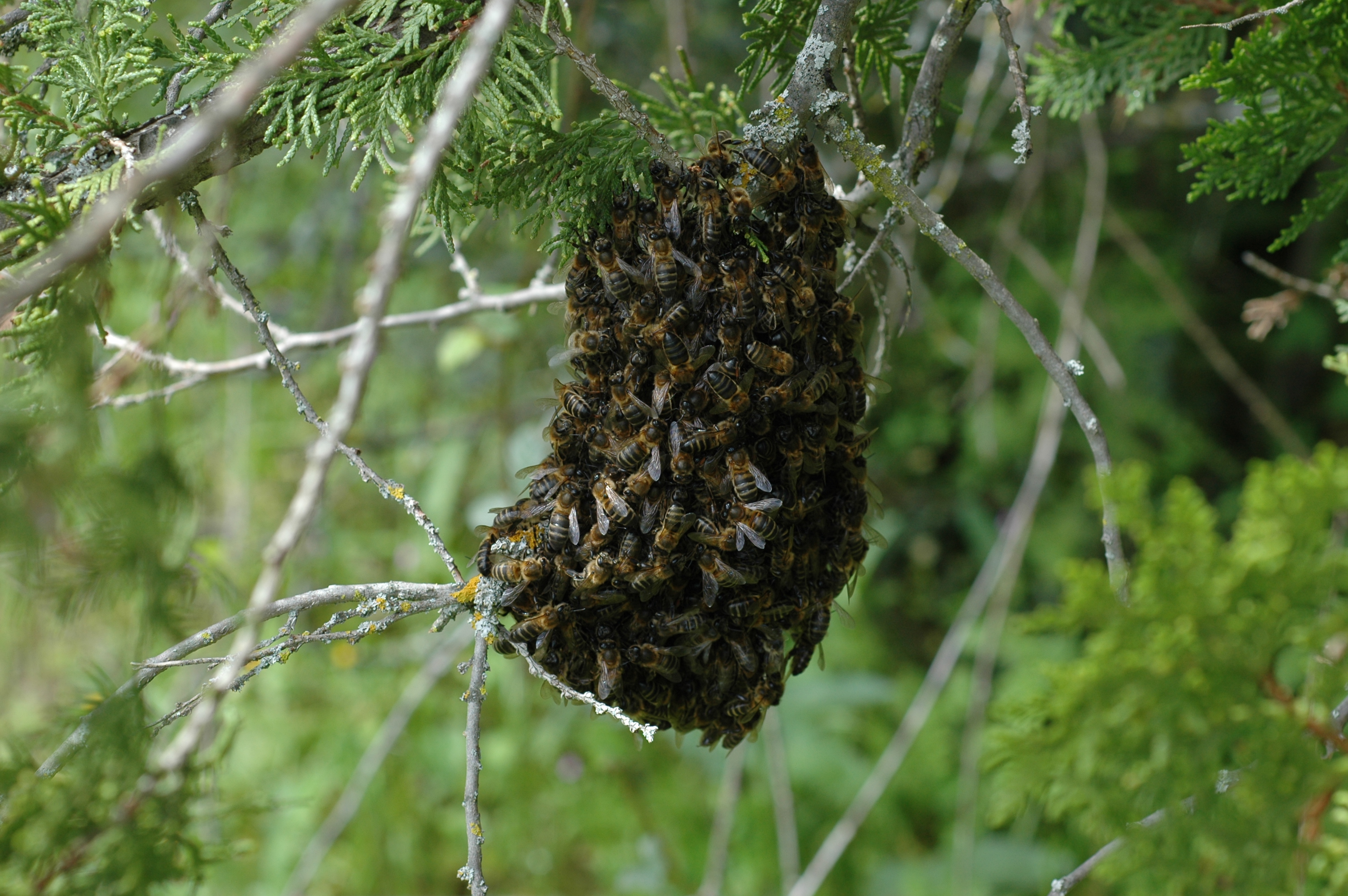 Swarm