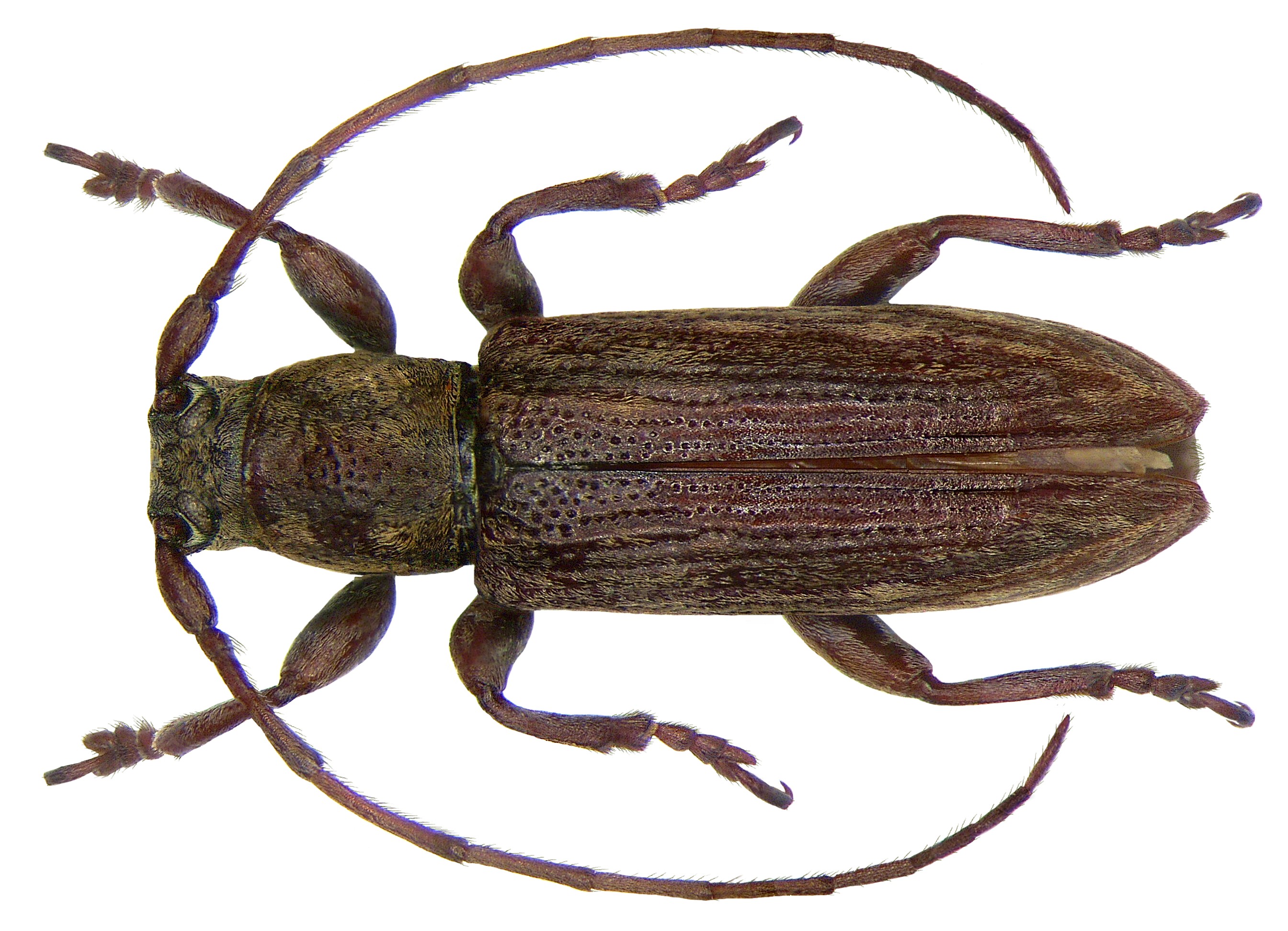 Sybra aequabilis Breuning, 1939 (2971905618)