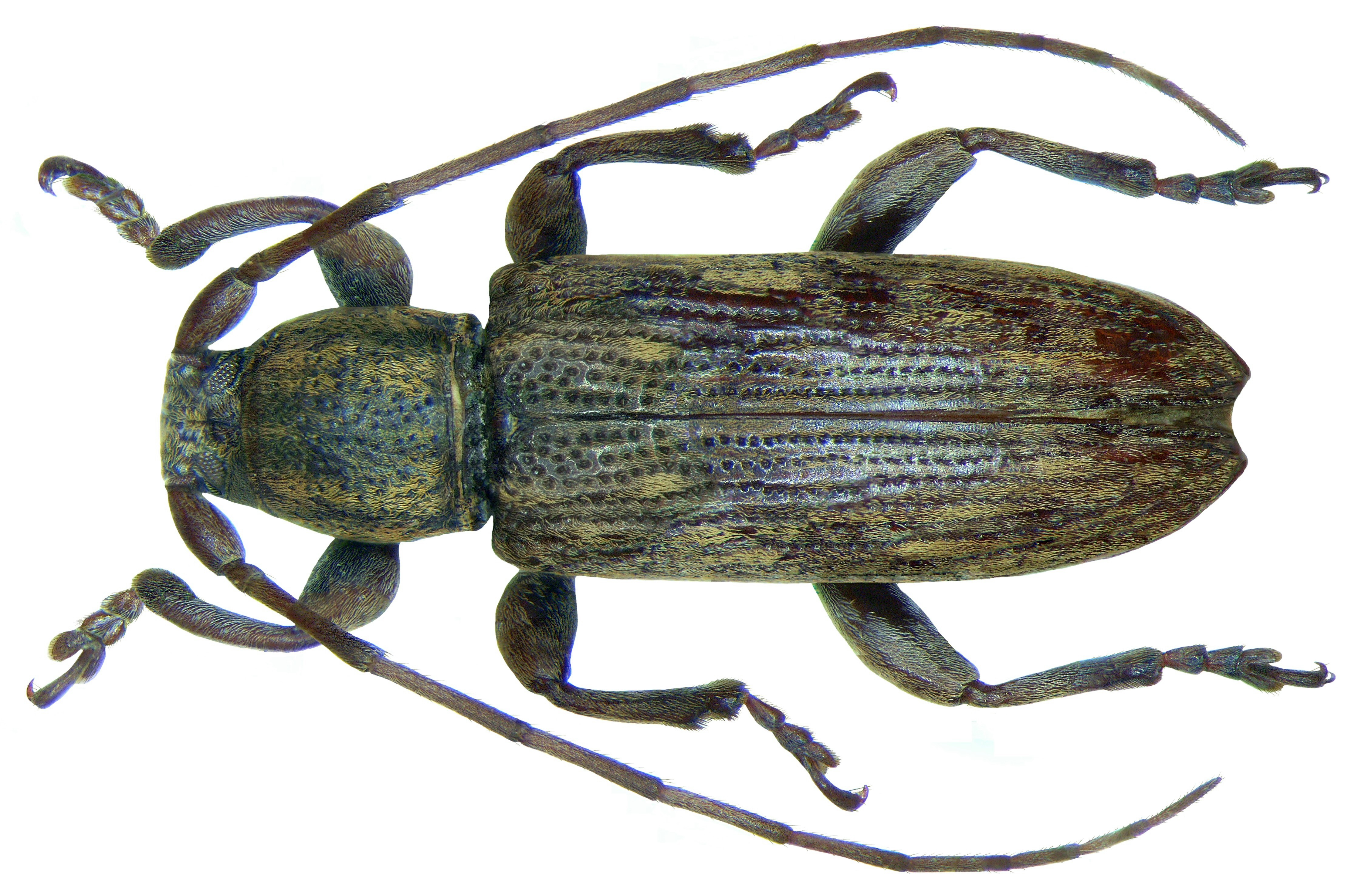 Sybra beccarii Breuning, 1939 (2978599108)