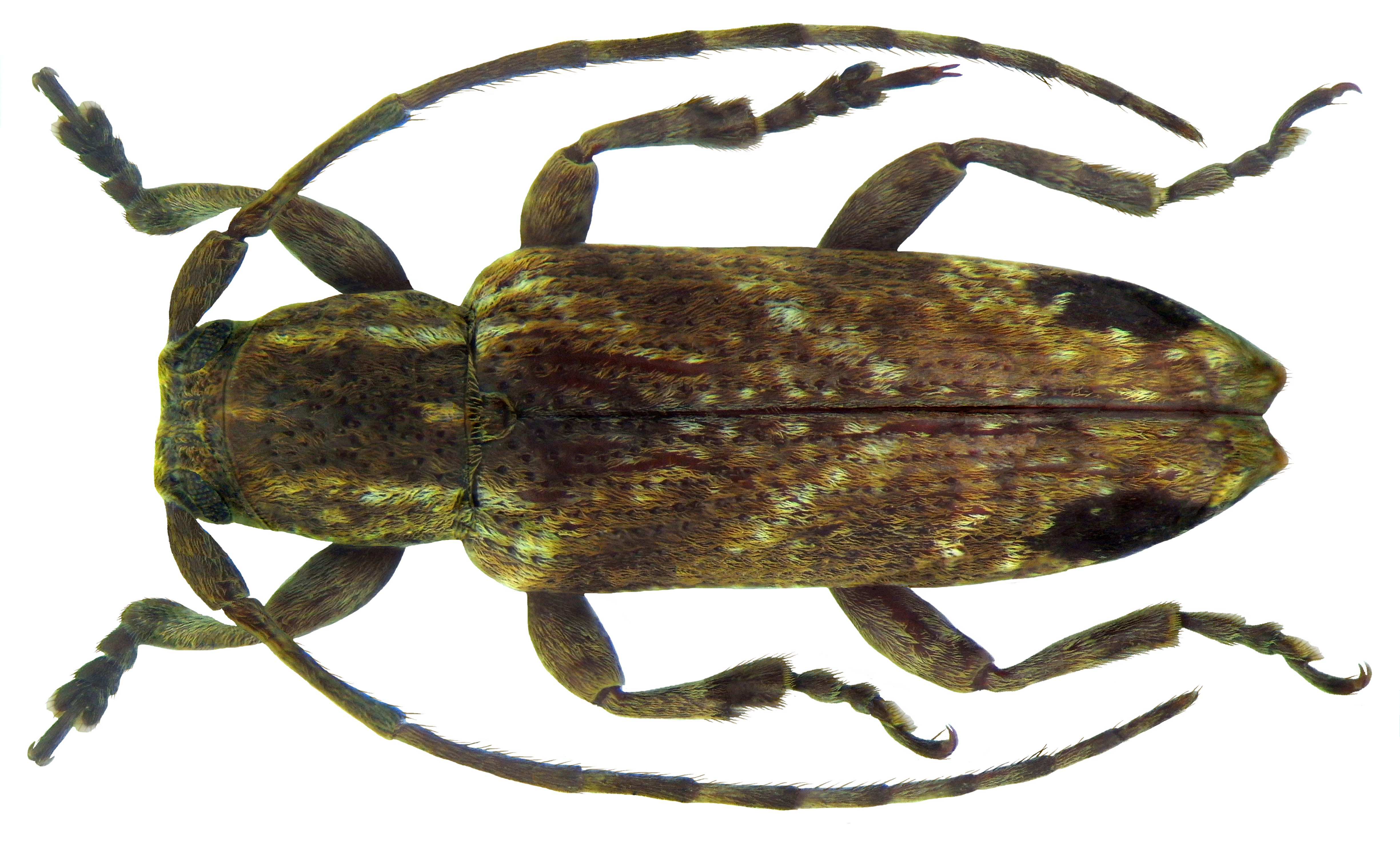 Sybra ceylonensis Breuning, 1939 male (5690044555)