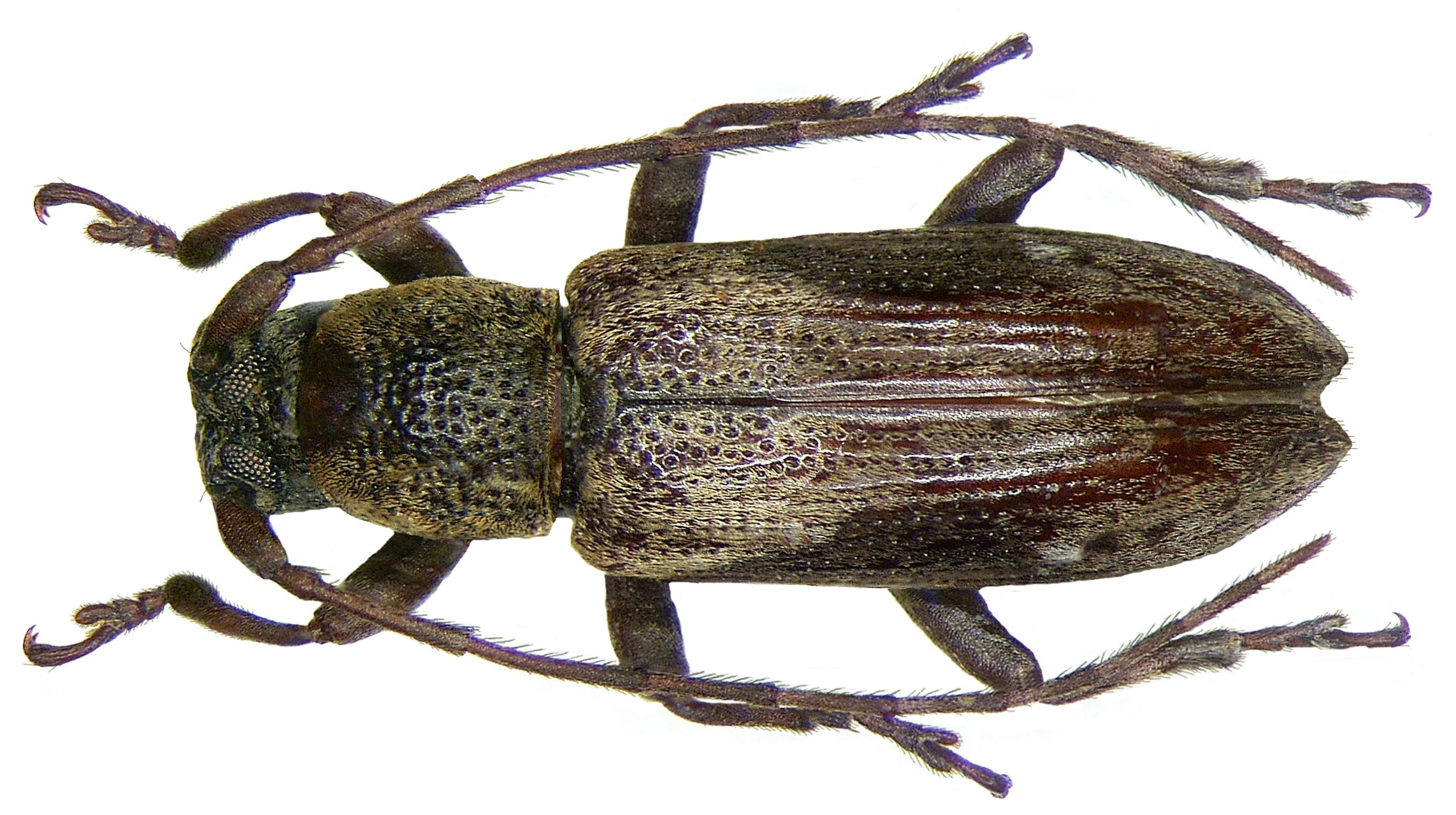 Sybra fuscolateralipennis Breuning, 1964 (2904550738)