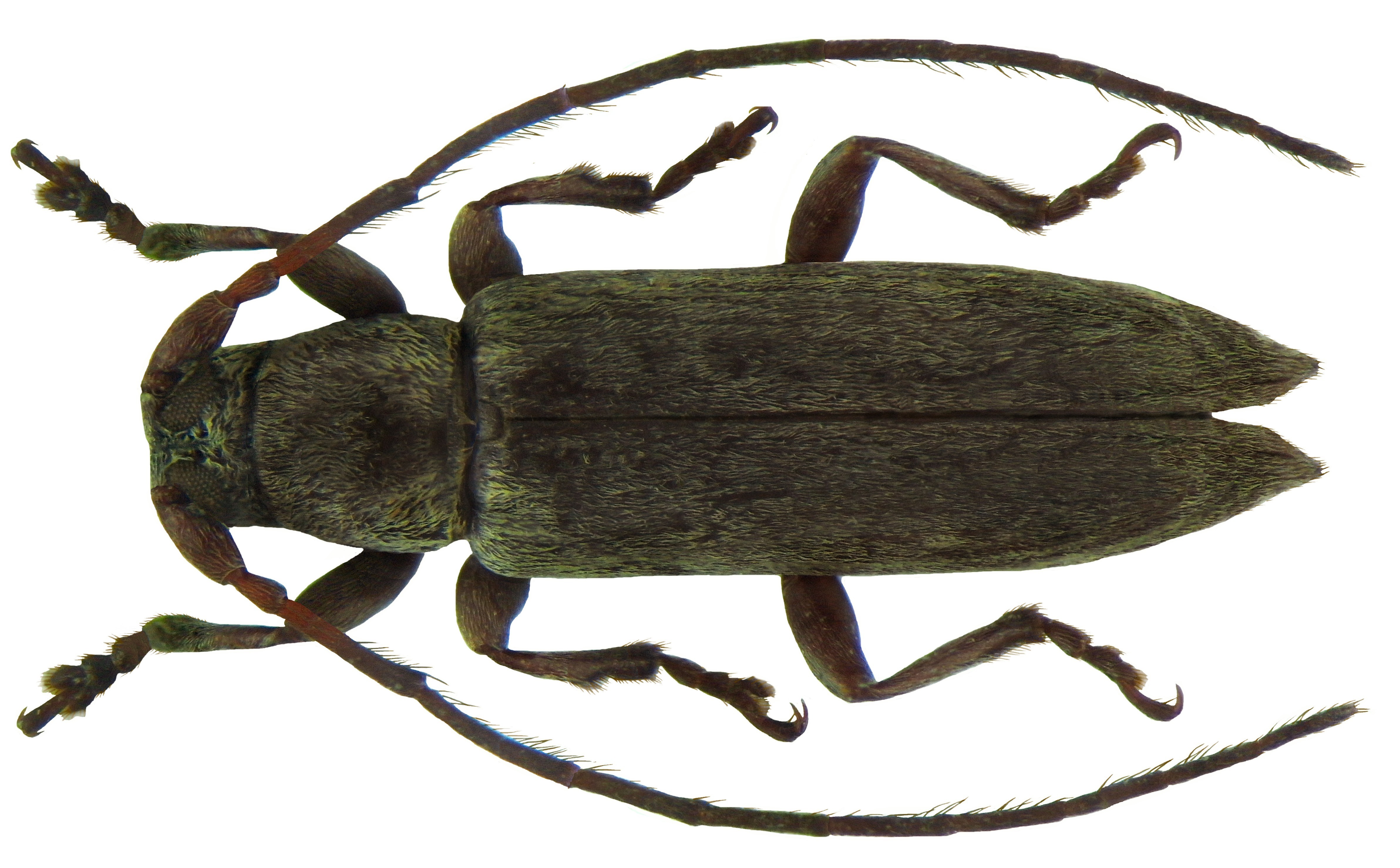 Sybra grisescens Breuning, 1939 male (5627905109)