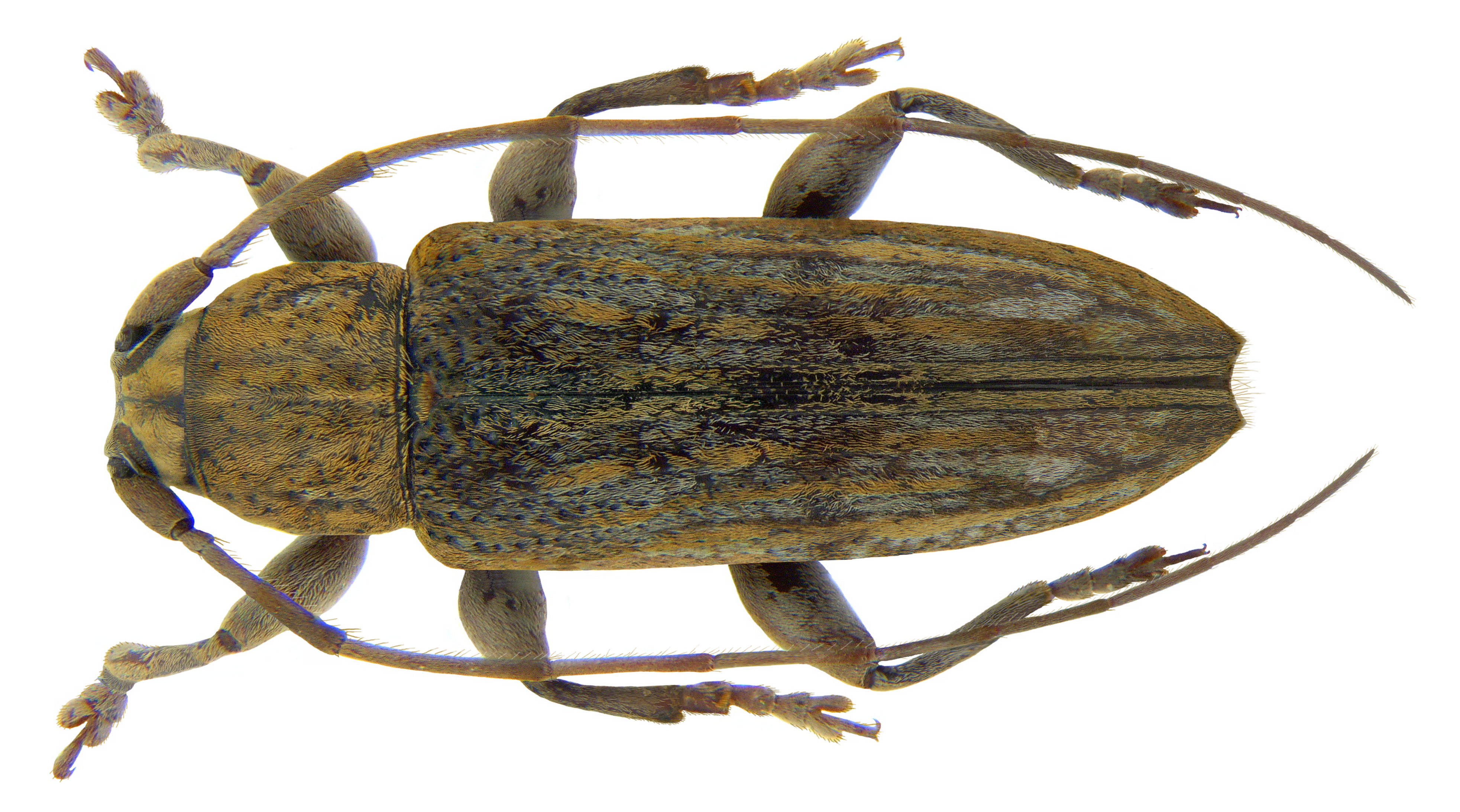 Sybra primaria Pascoe, 1865 male (3241570620)