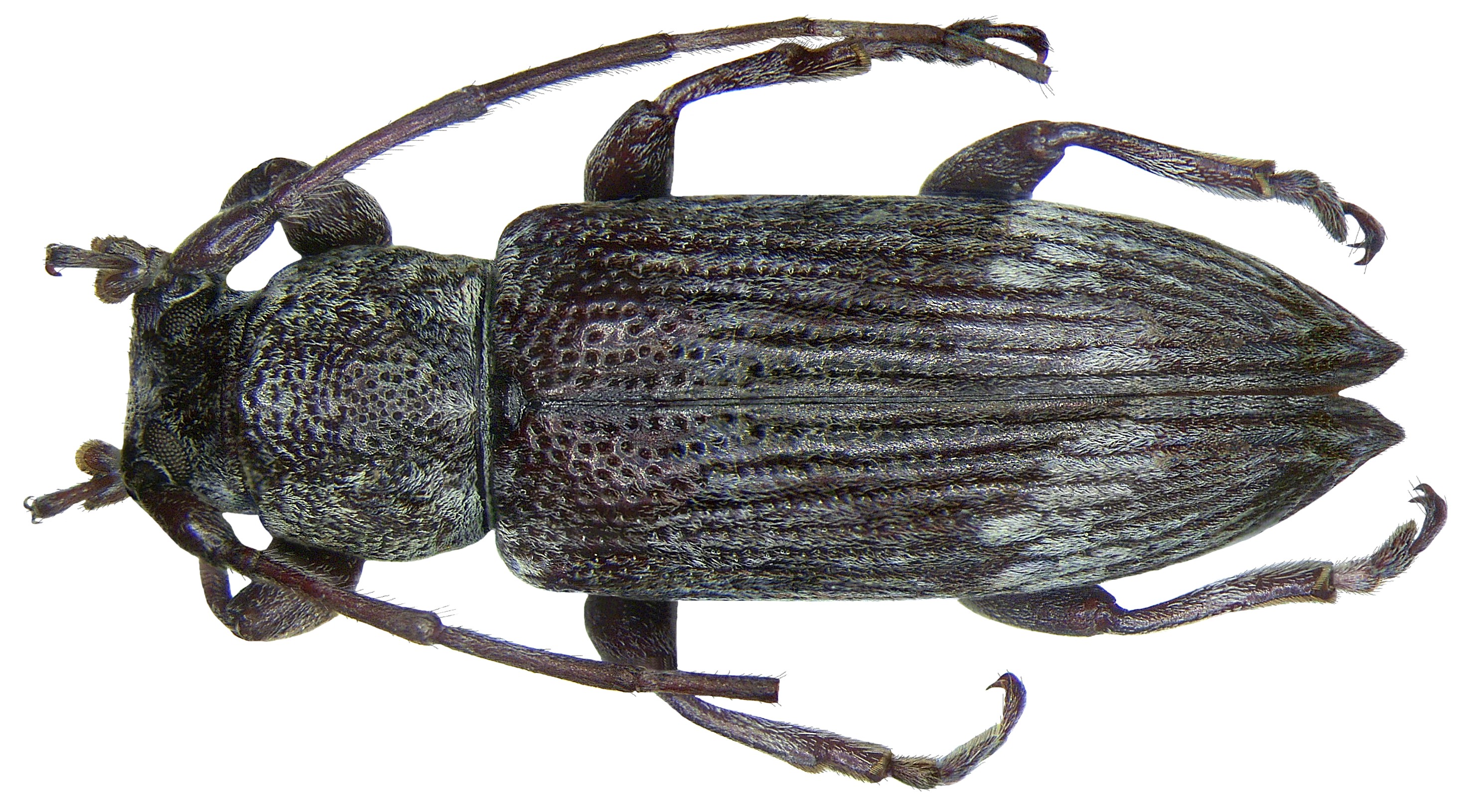Sybra striatopunctata Breuning, 1939 (2881424365)