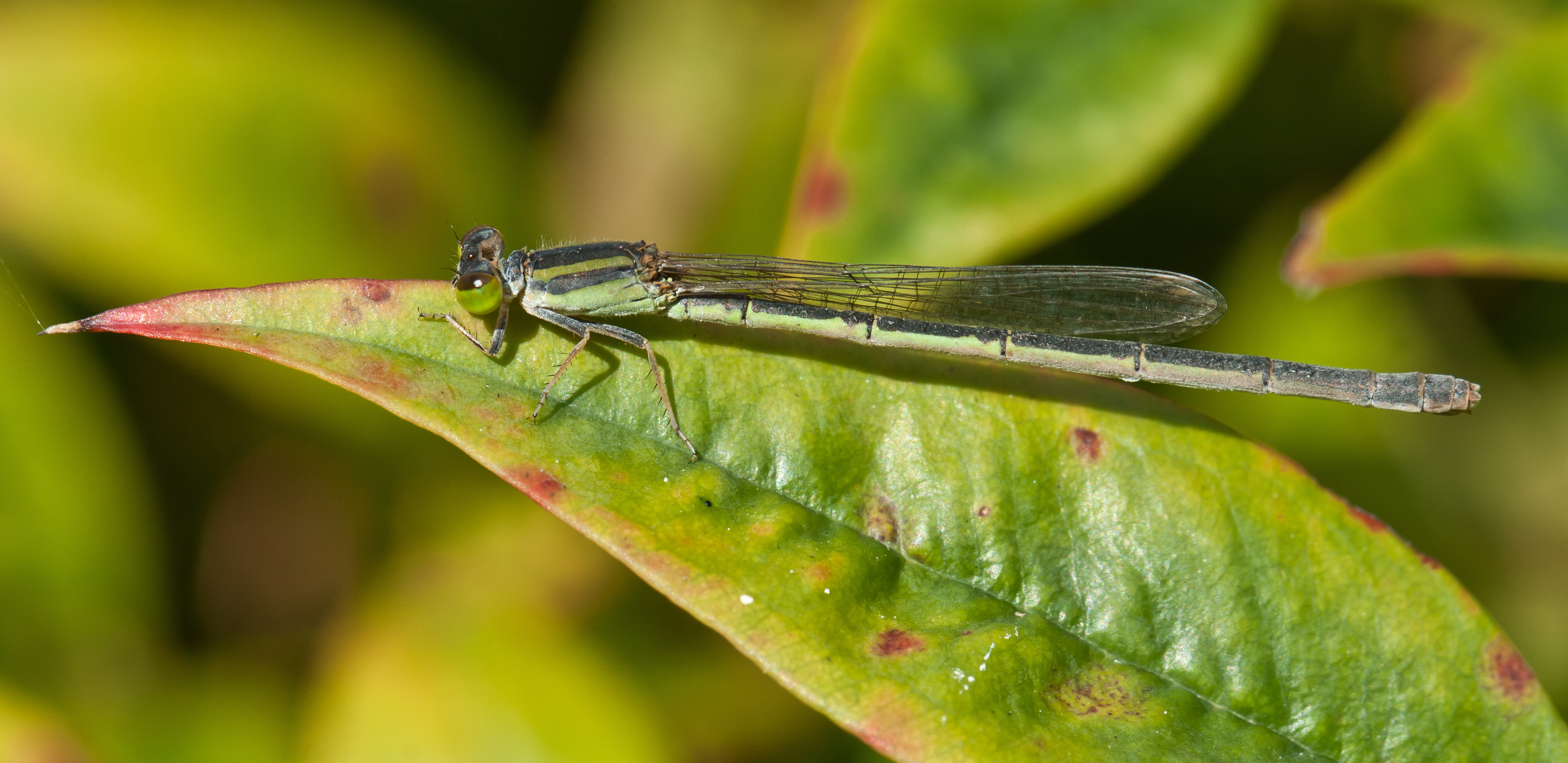 Sydney dragonfly Victoria Park pond 29