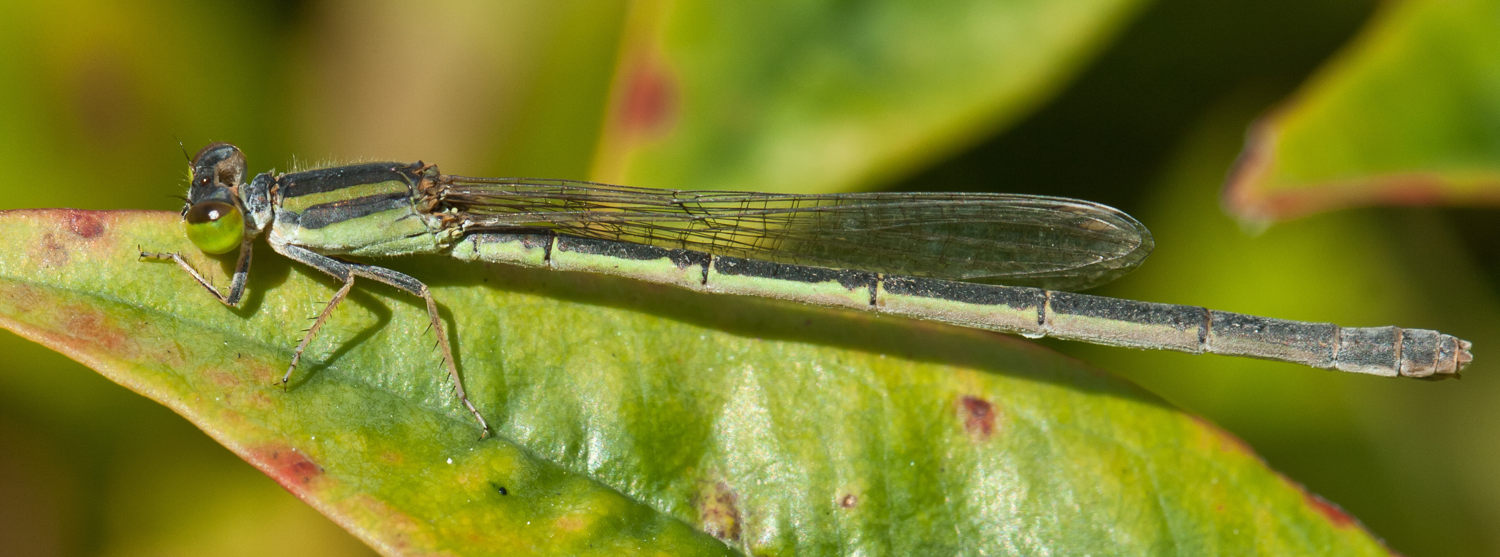 Sydney dragonfly Victoria Park pond 29-crop