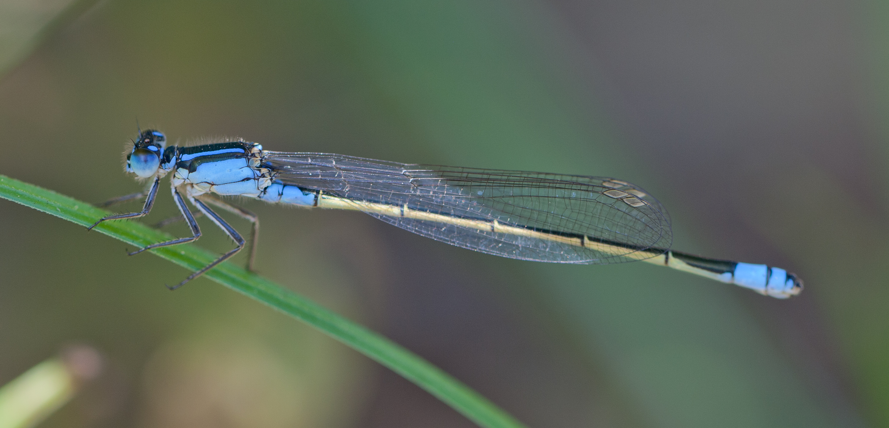 Sydney dragonfly Victoria Park pond 5