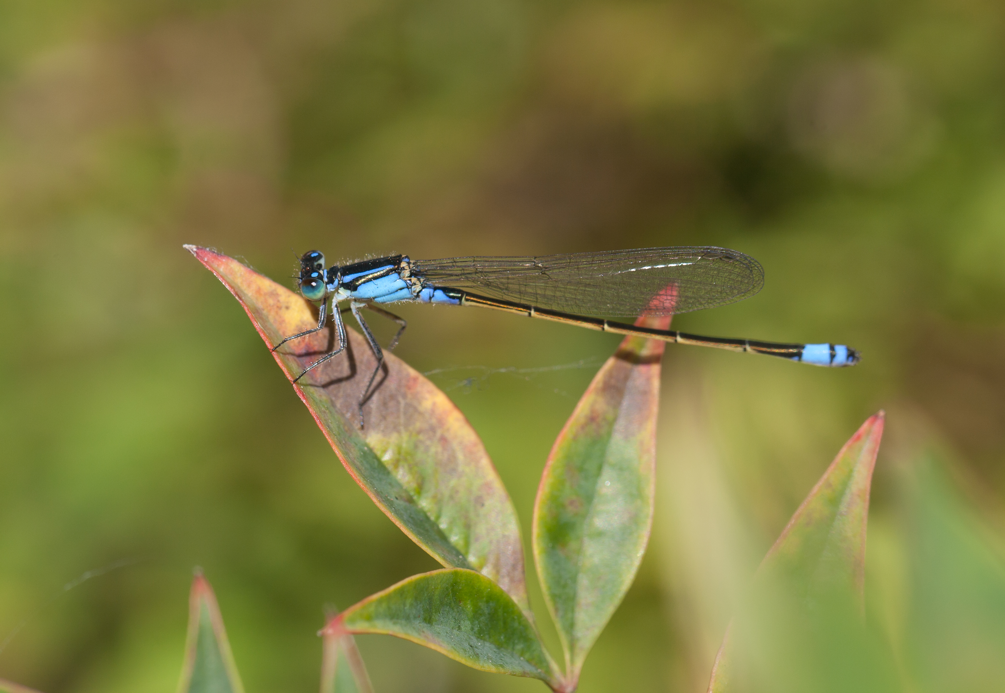 Sydney dragonfly Victoria Park pond 6