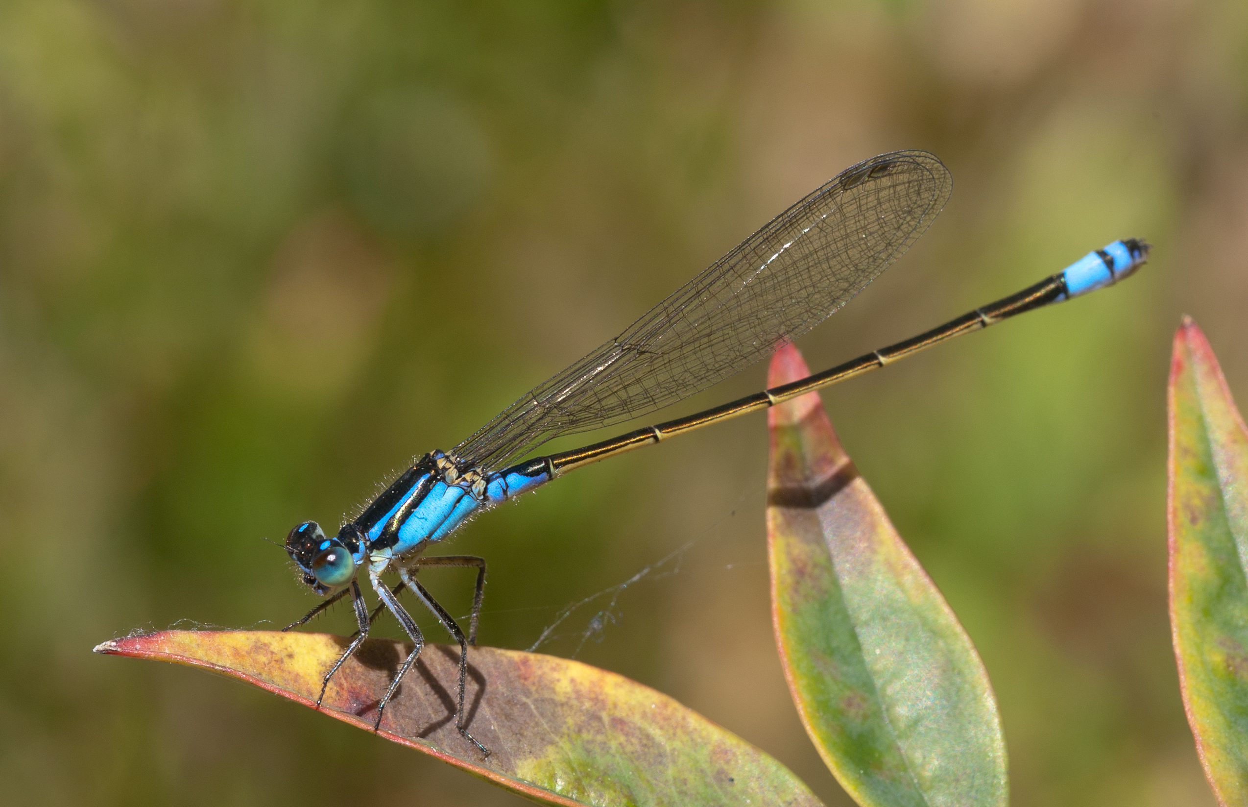 Sydney dragonfly Victoria Park pond 8