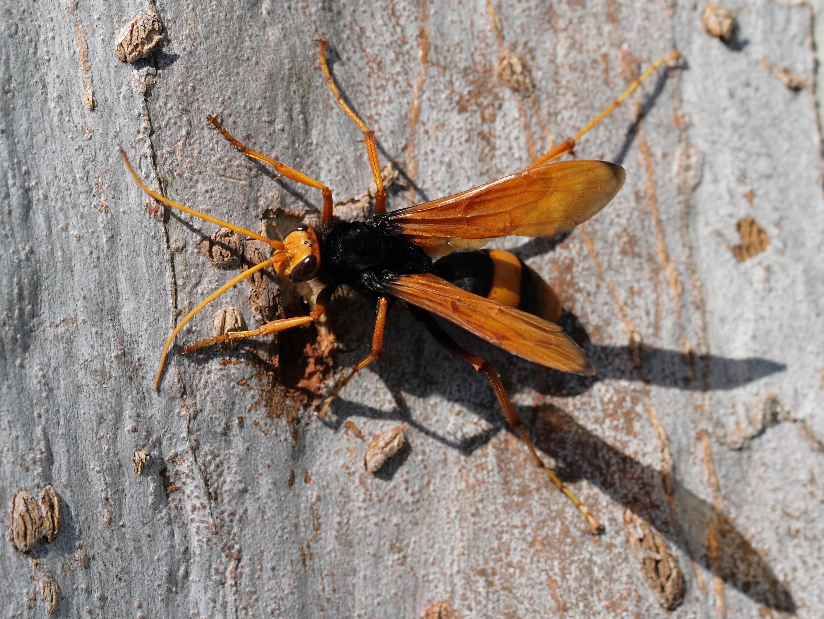 Sydney Spider Wasp