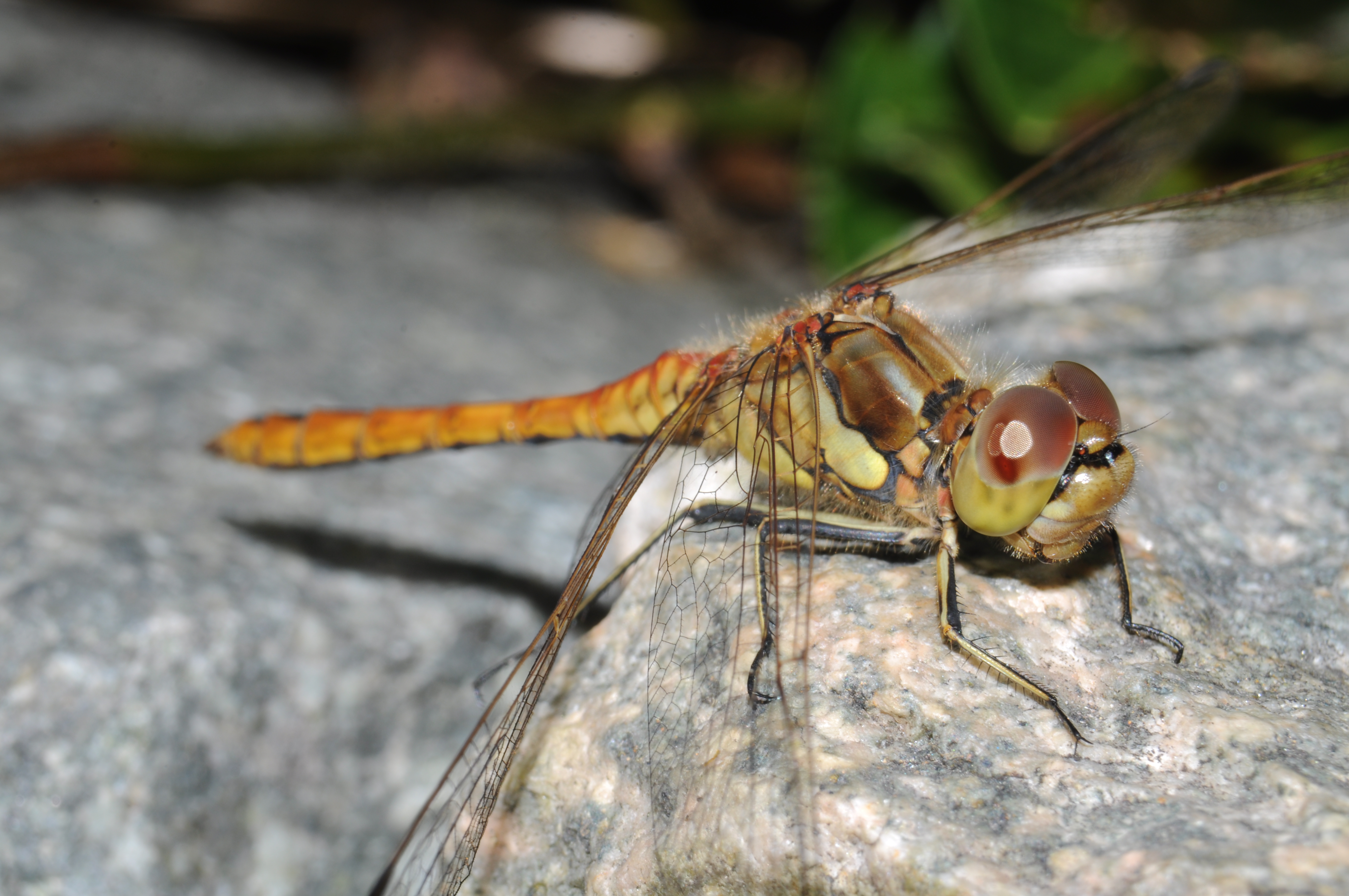 Sympertum sp. (35599941953)