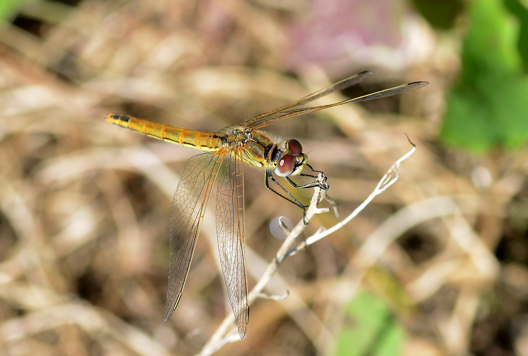 Sympetrum April 2013-1