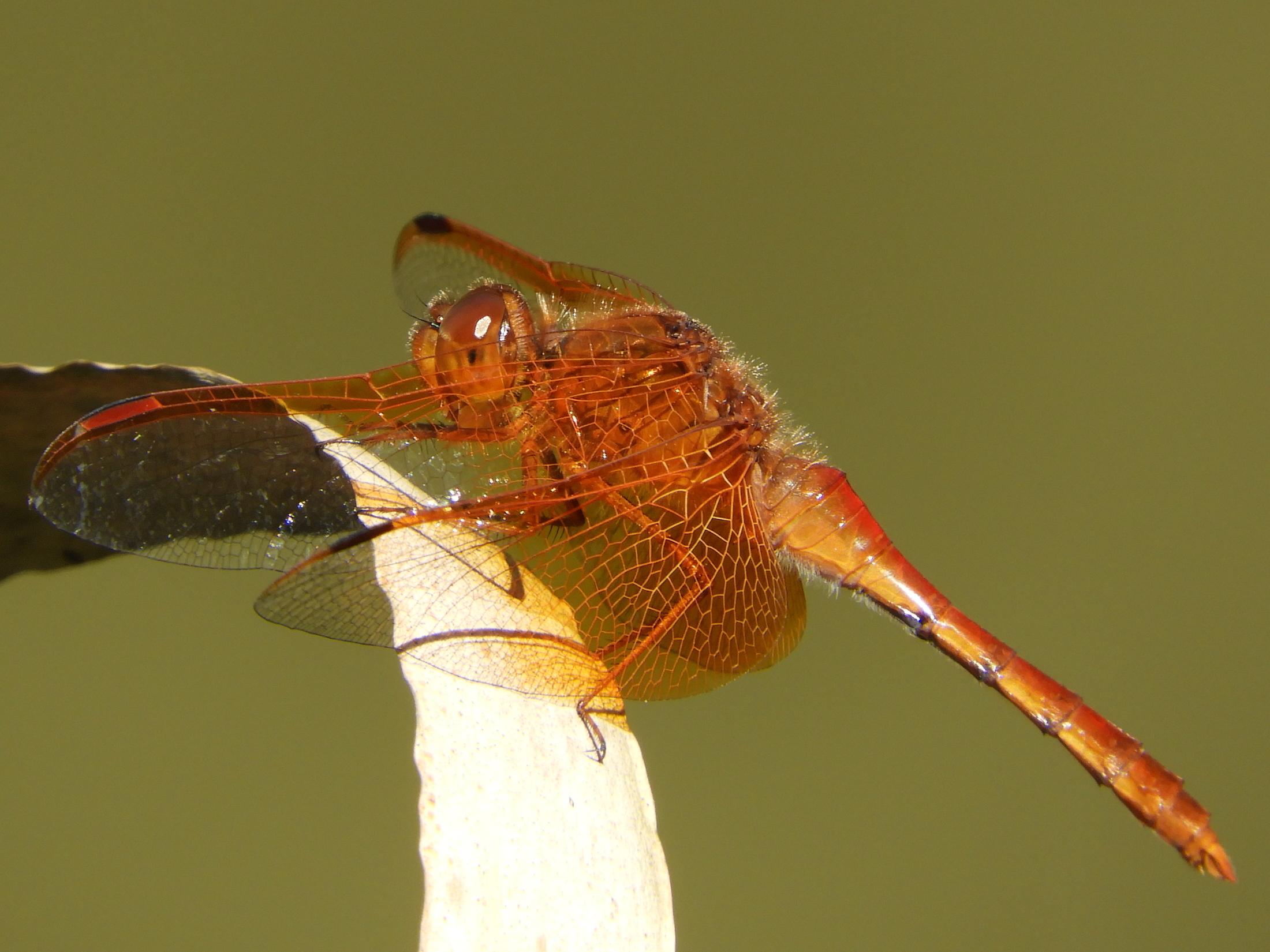 Sympetrum croceolum(Male,Japan,2017.10.04)