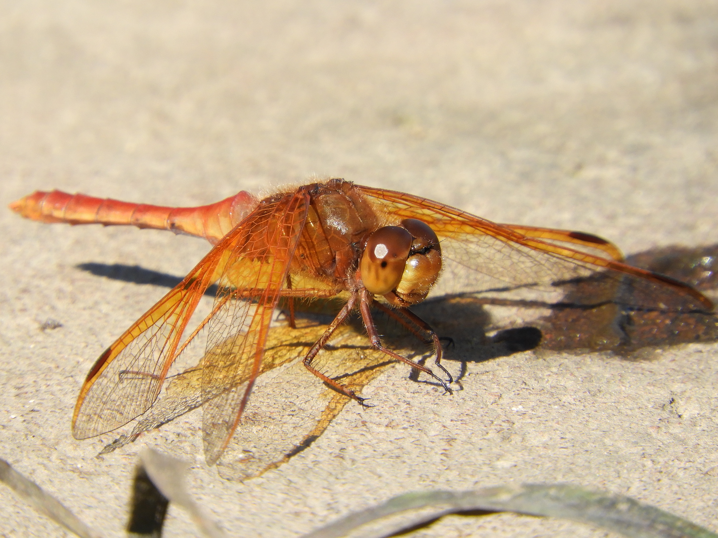 Sympetrum croceolum(Male,Japan,2017.11.01)