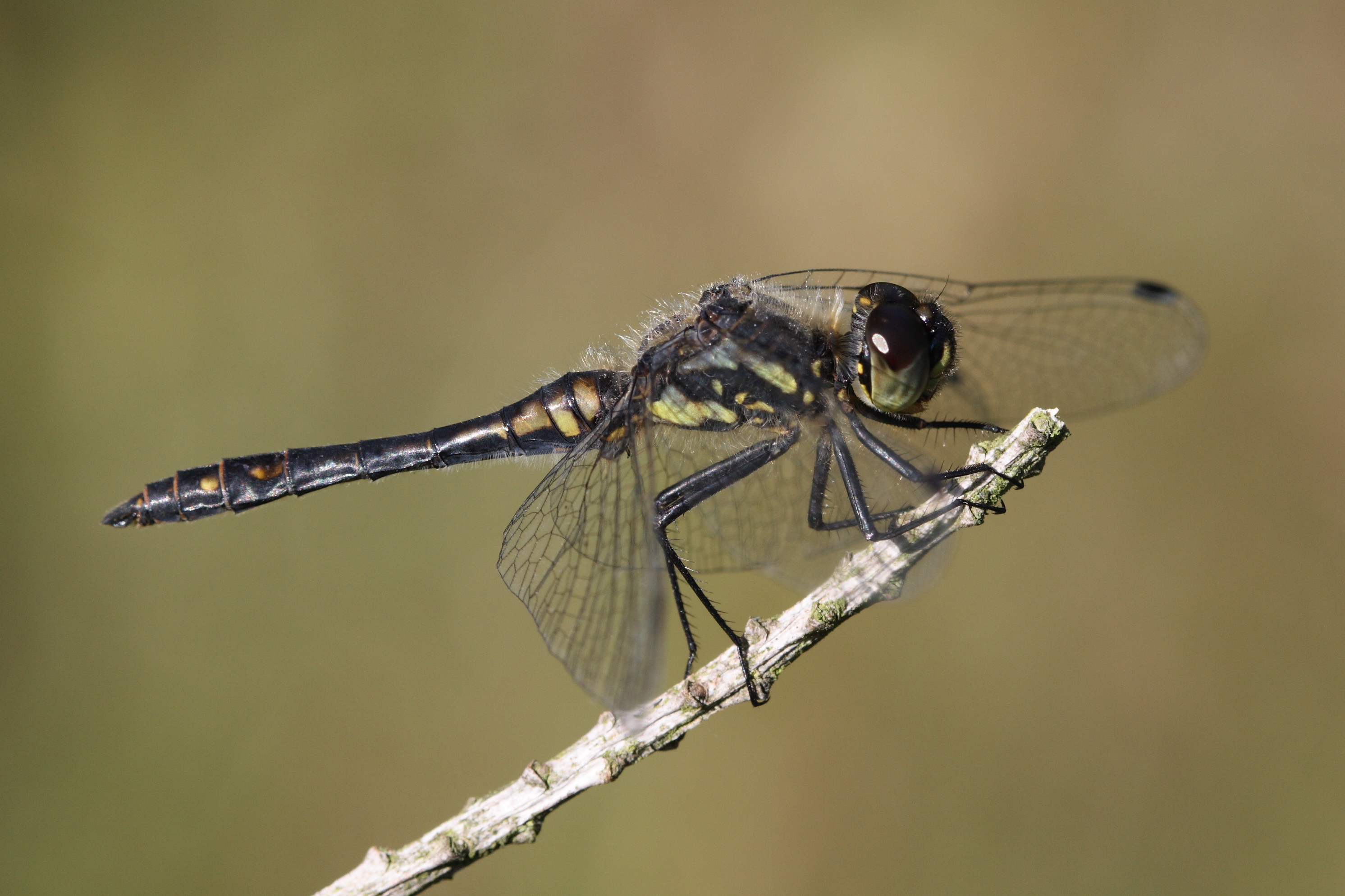 Sympetrum danae 1(loz)