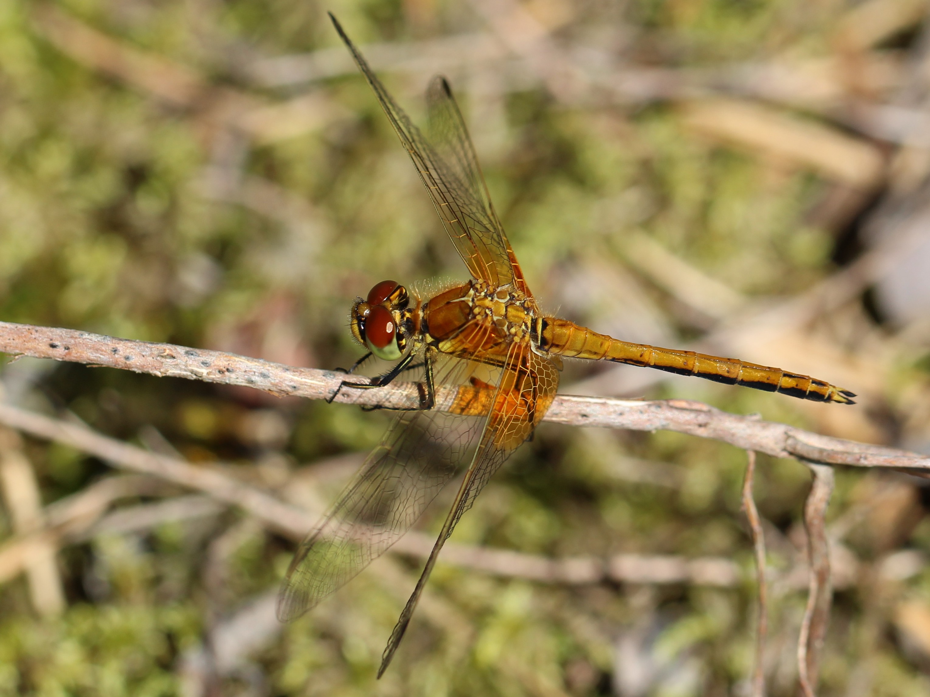 Sympetrum flaveolum 02