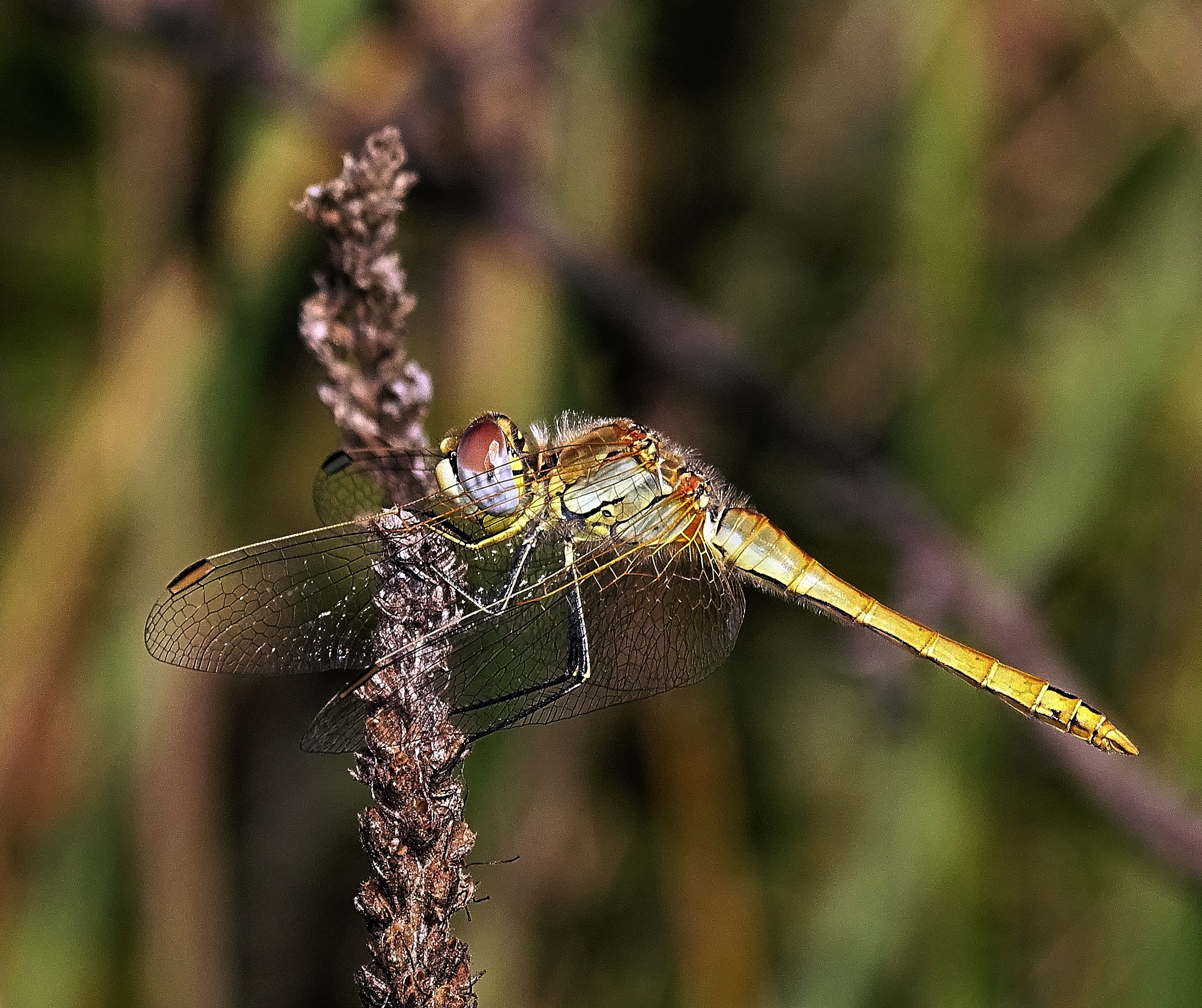 Sympetrum fonscolombii 1