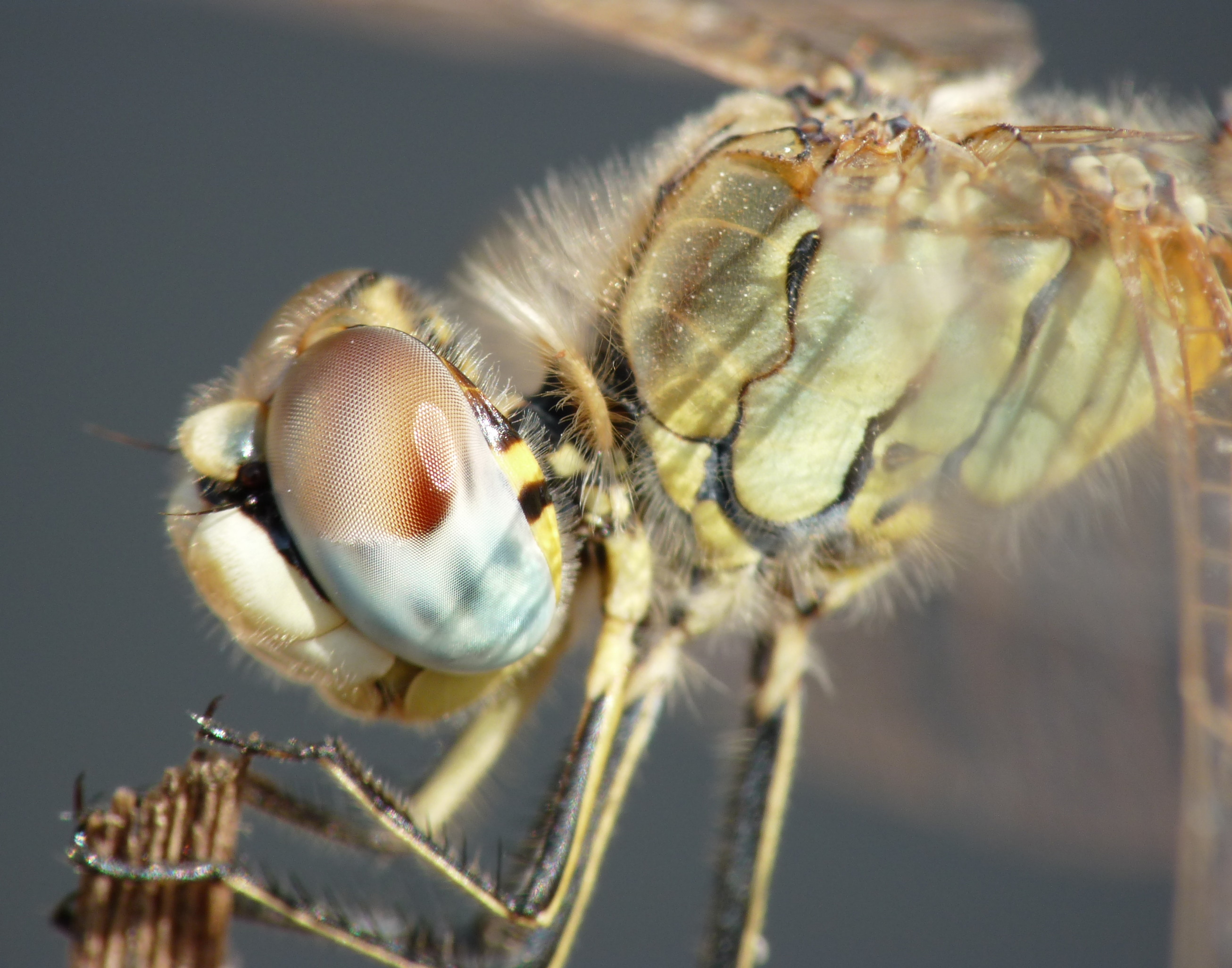 Sympetrum fonscolombii, female 1