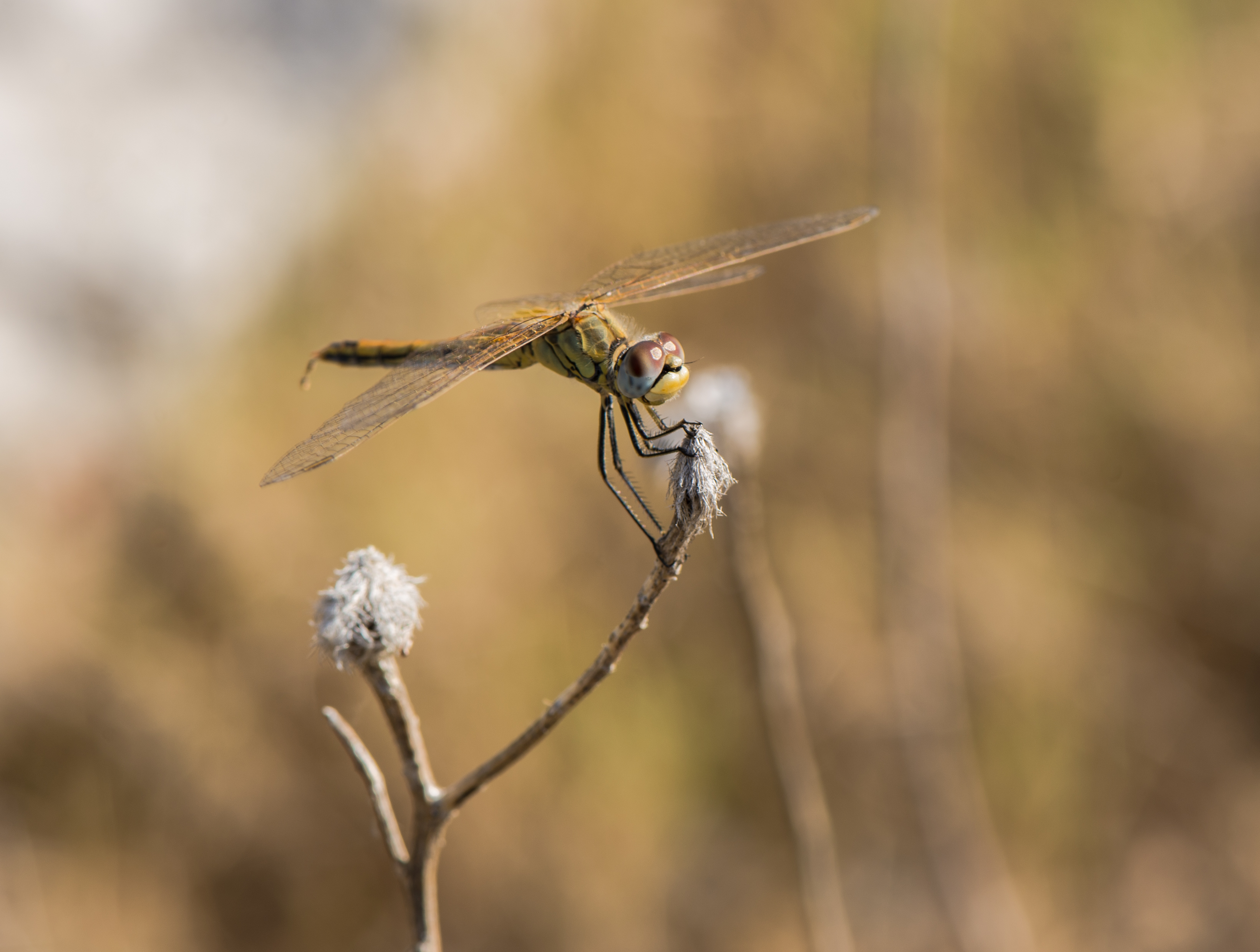 Sympetrum fonscolombii, female, Sète 02