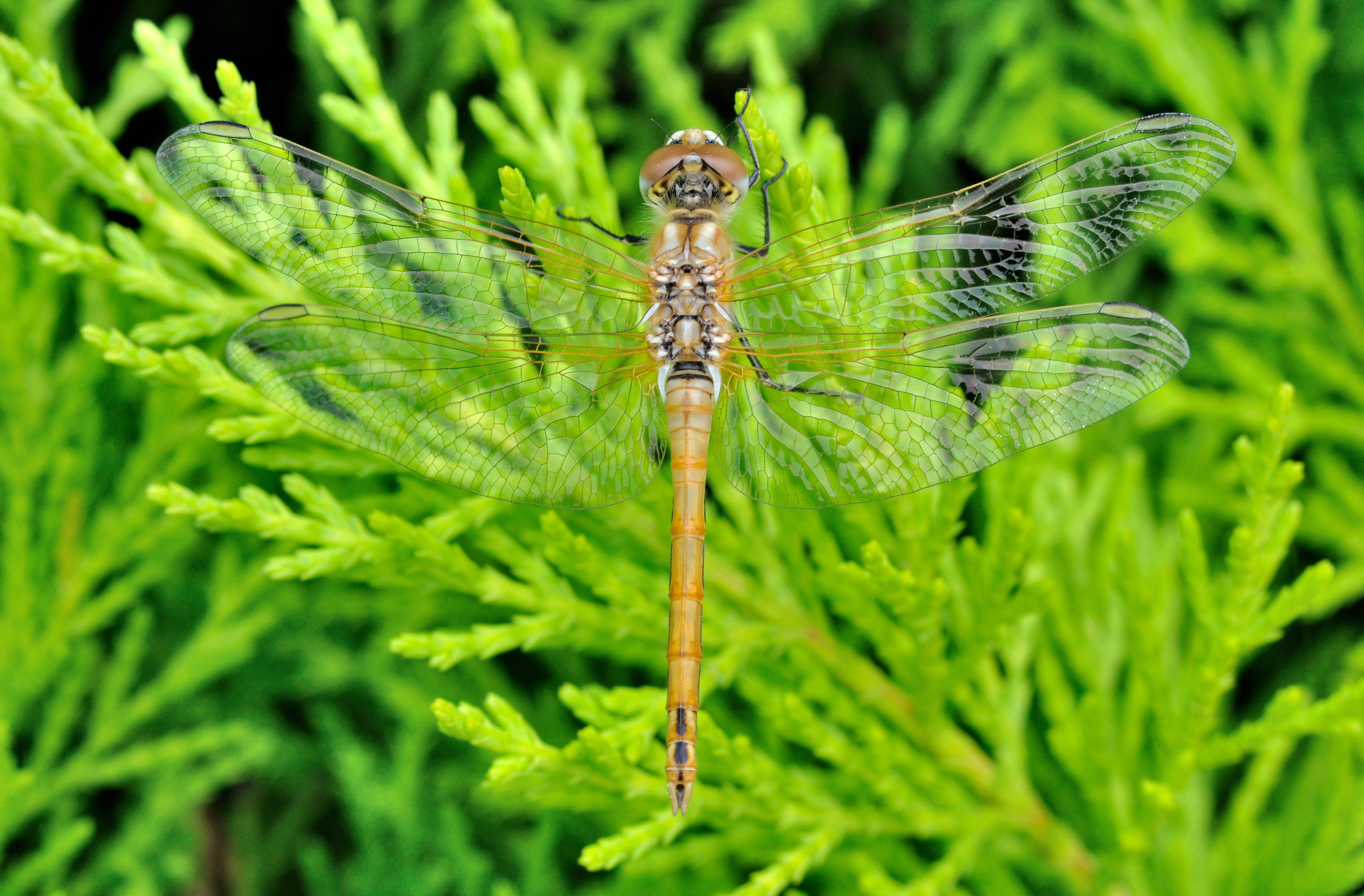 Sympetrum fonscolombii qtl1