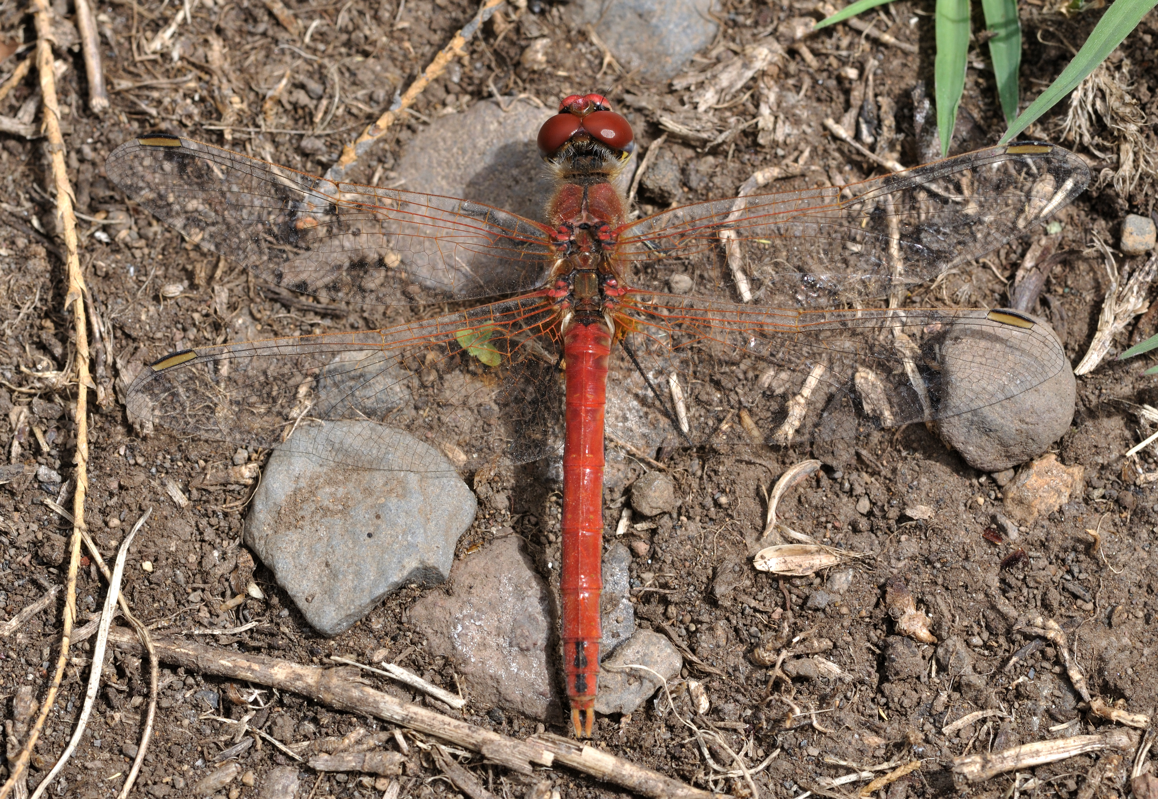 Sympetrum fonscolombii qtl3