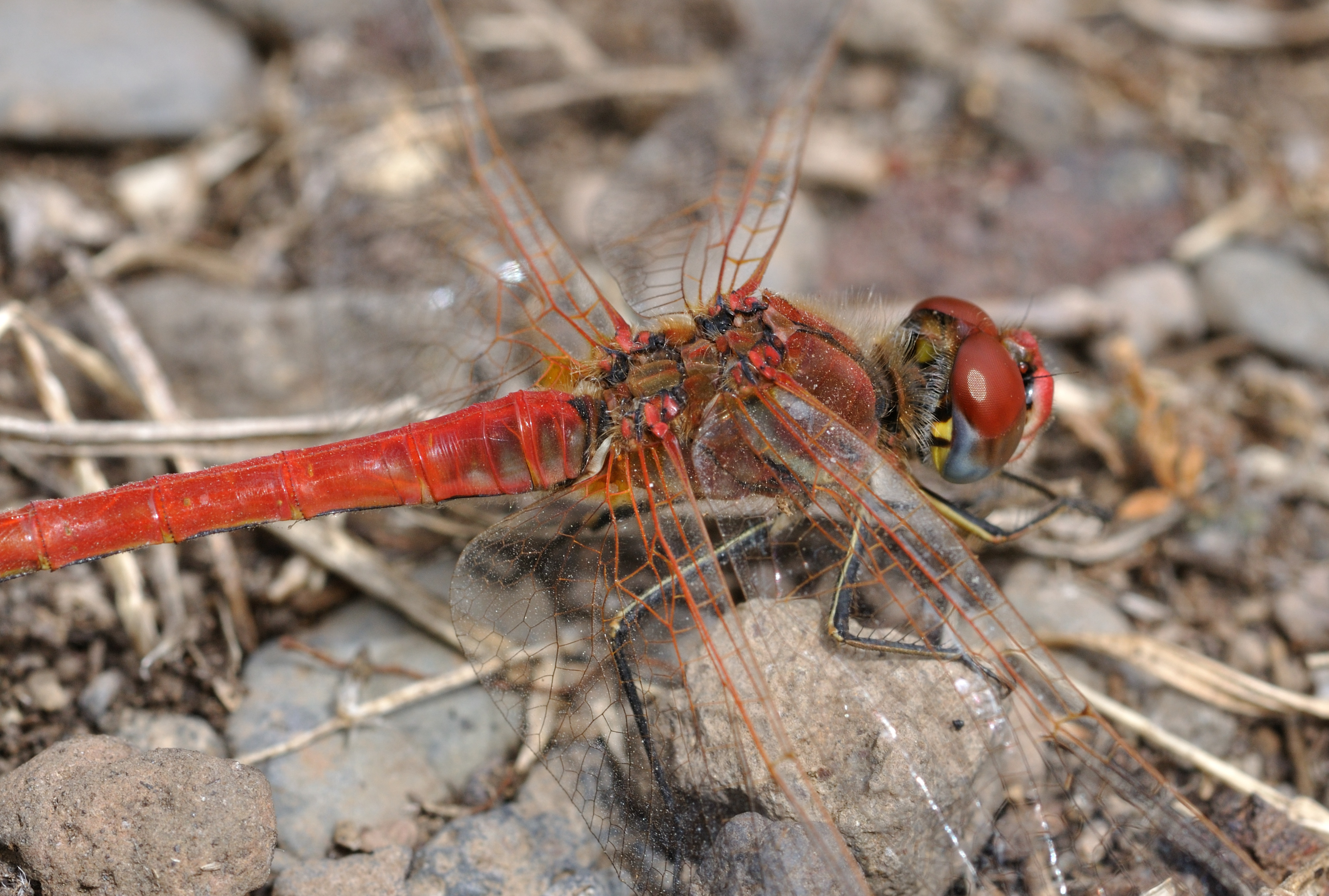 Sympetrum fonscolombii qtl4
