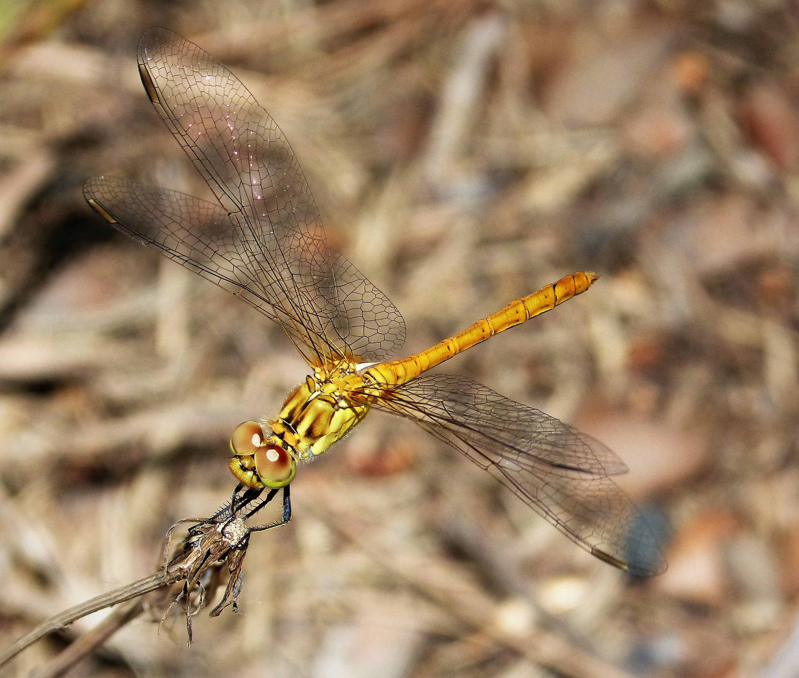 Sympetrum meridionale female (44841177171)