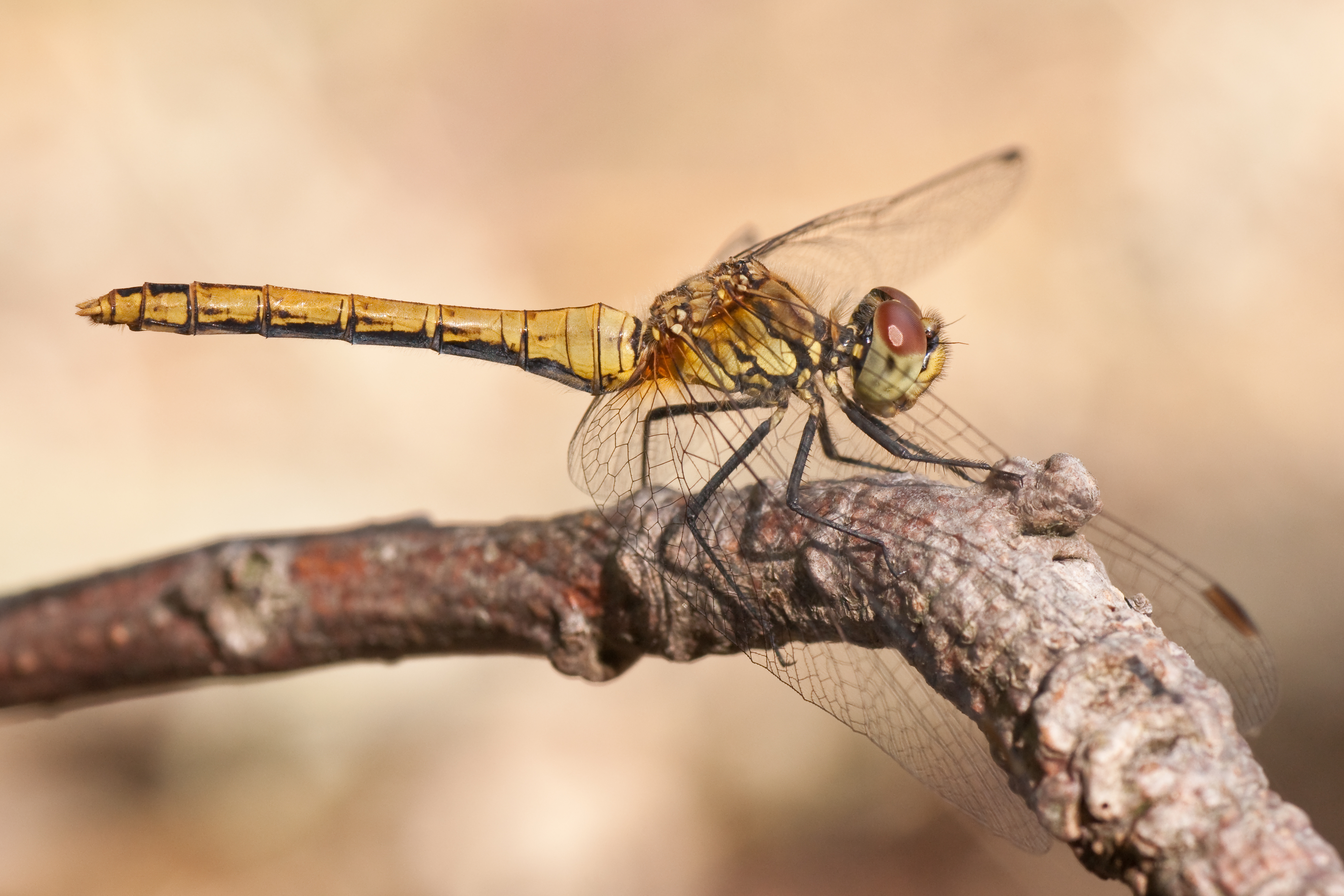 Sympetrum sanguineum 01 (MK)