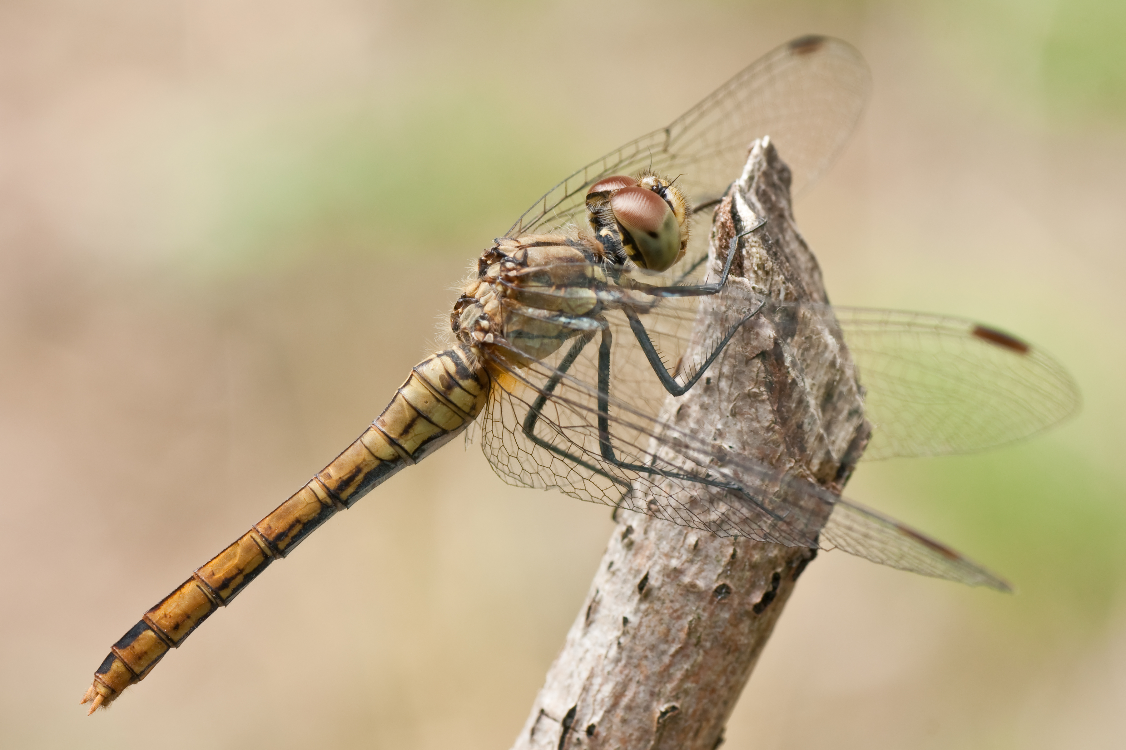 Sympetrum sanguineum 02 (MK)