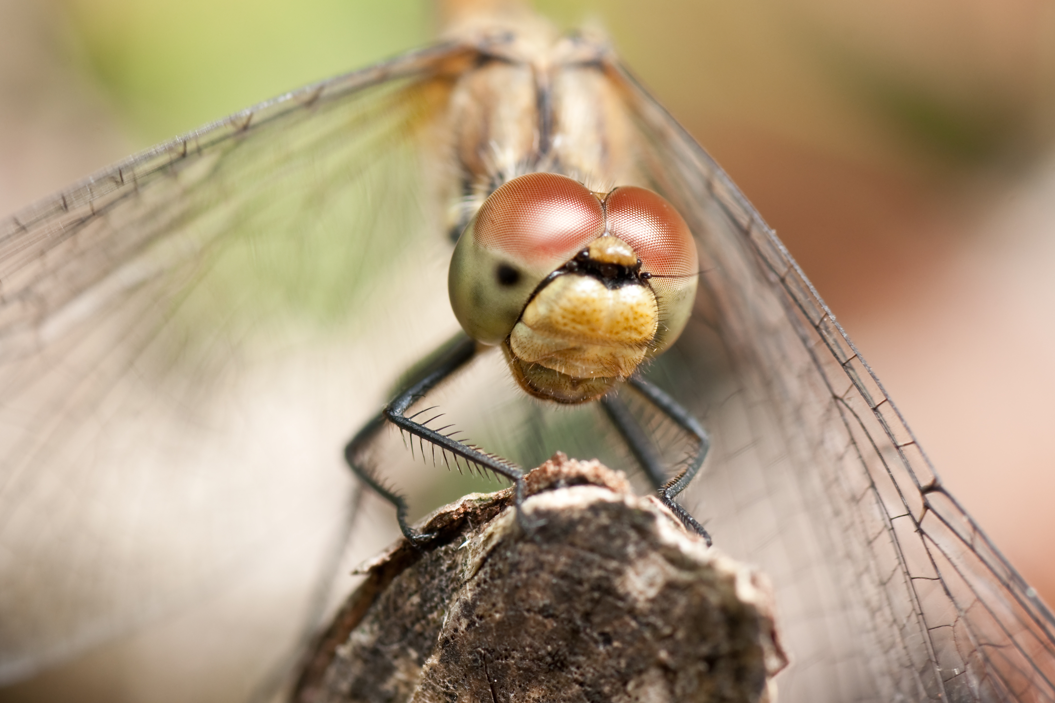 Sympetrum sanguineum 03 (MK)