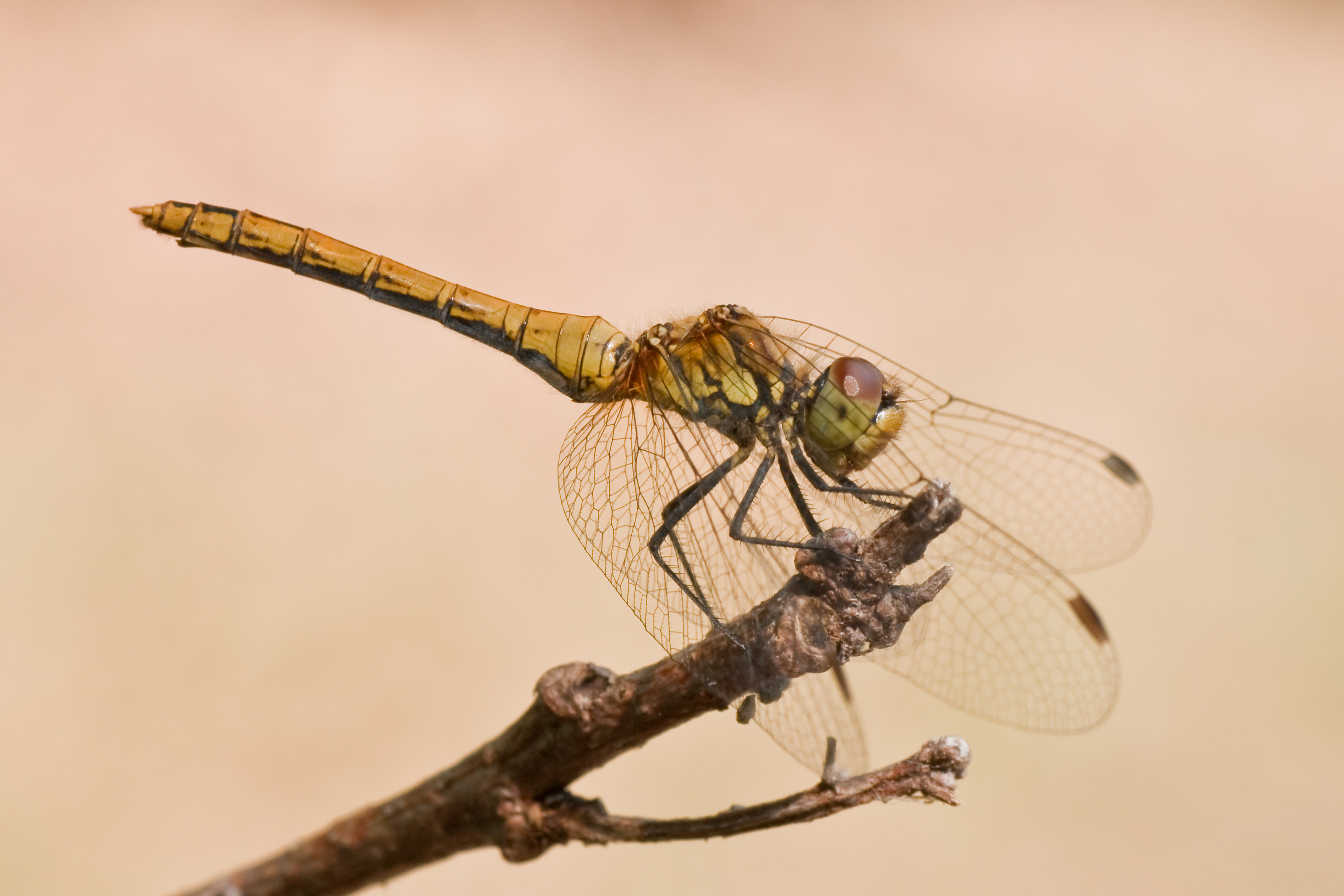 Sympetrum sanguineum 04 (MK)
