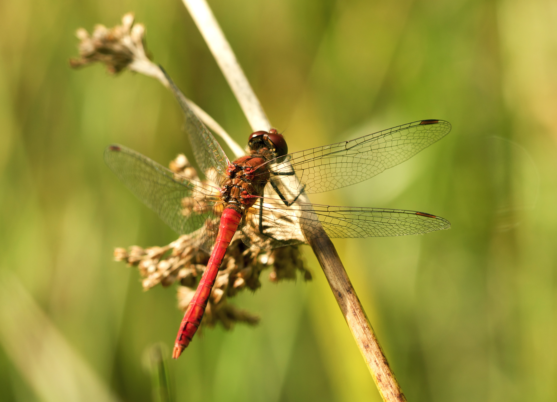 Sympetrum sanguineum LC0167