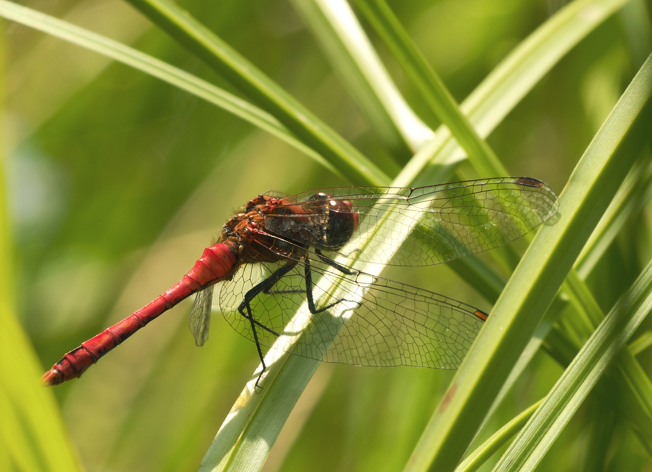 Sympetrum sanguineum LC0170