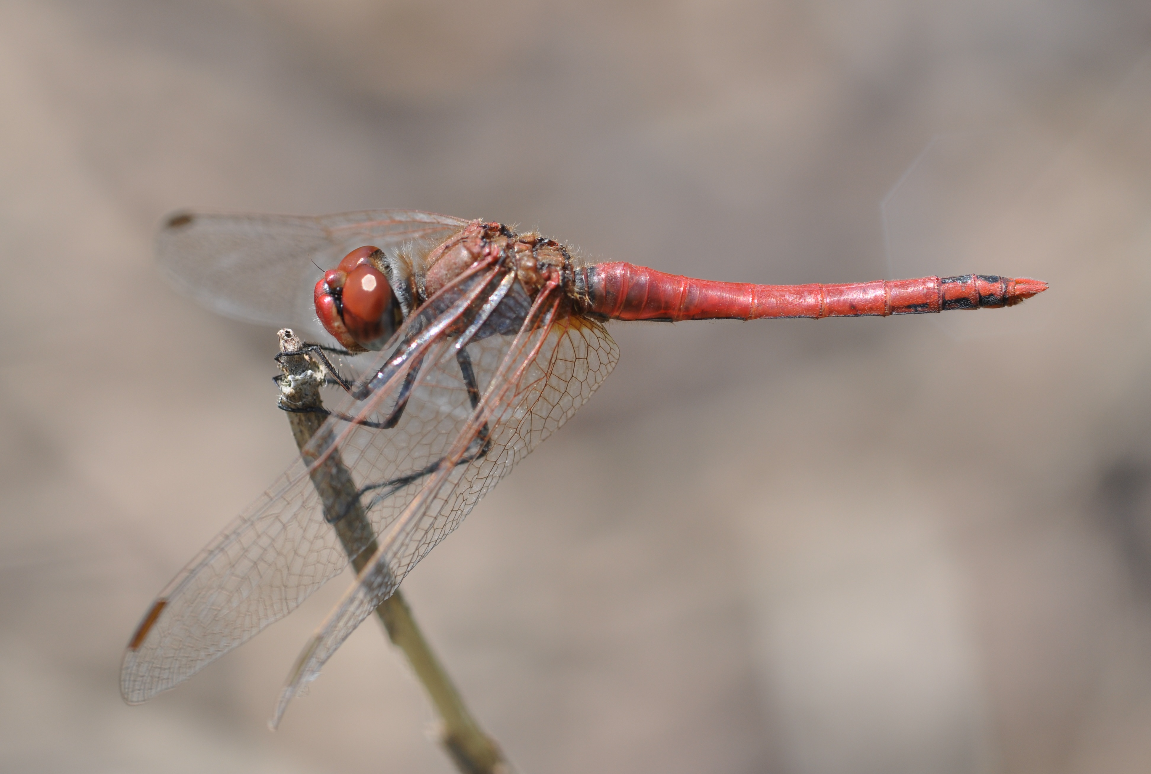 Sympetrum sanguineum qtl1