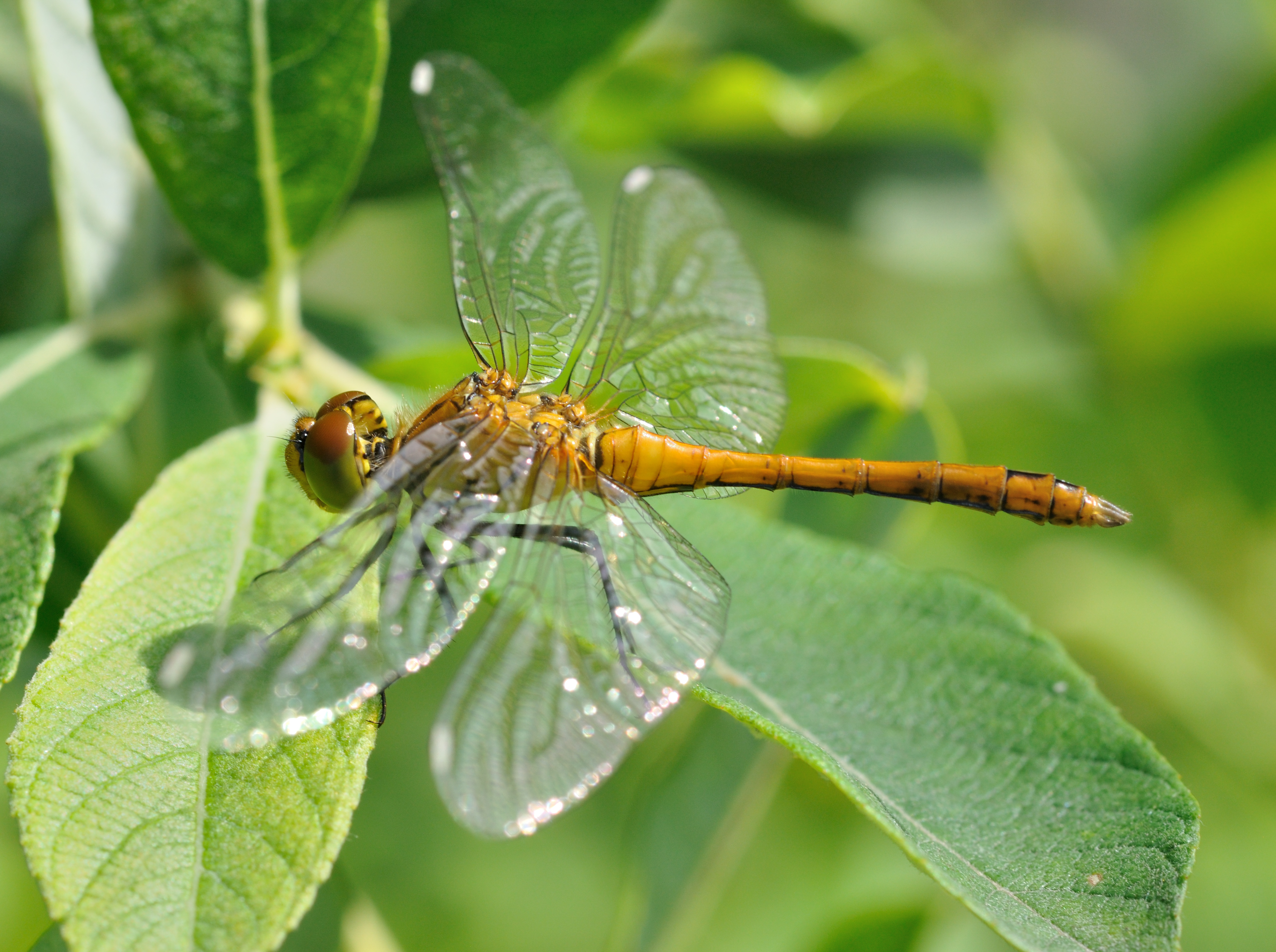 Sympetrum sanguineum qtl12