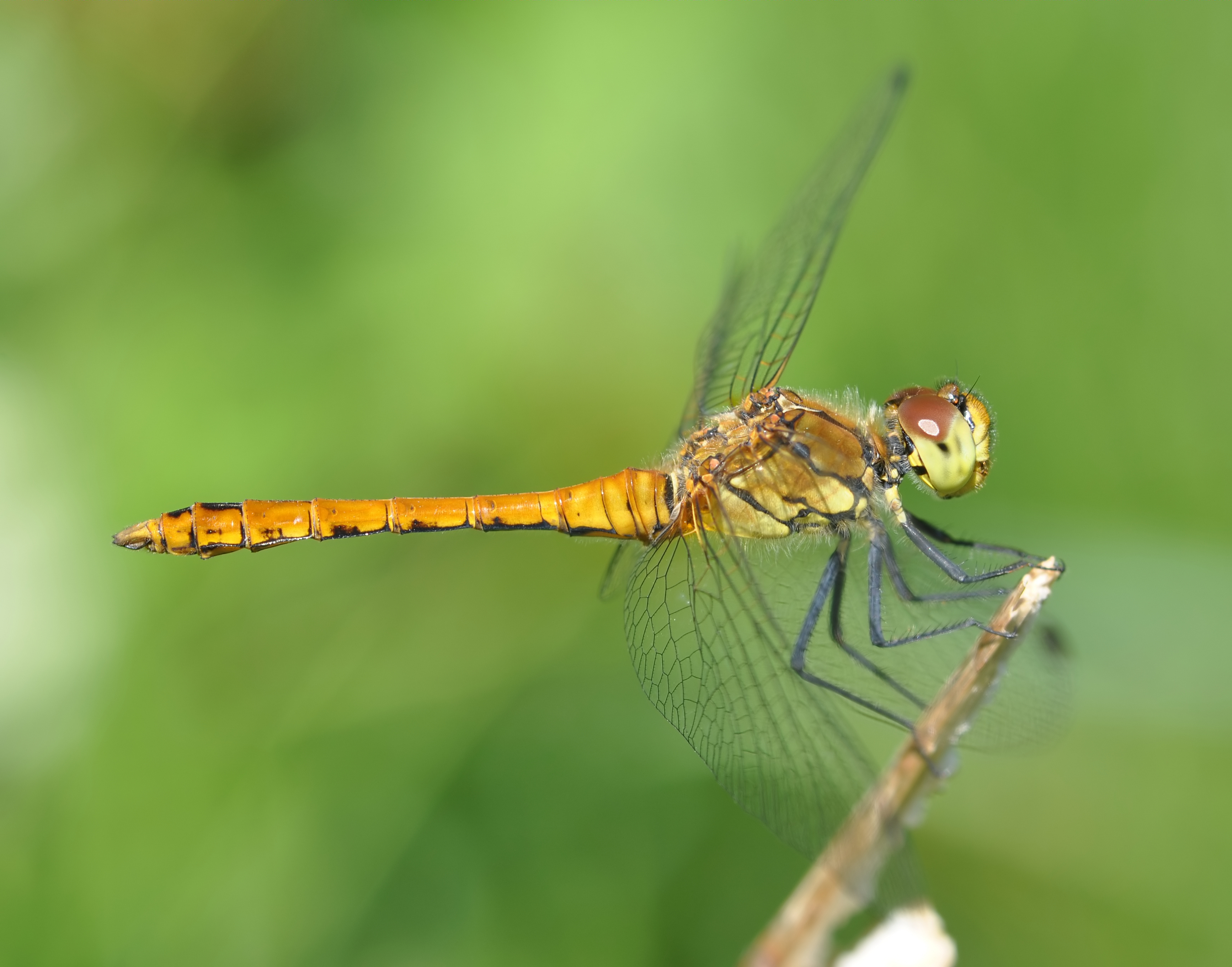 Sympetrum sanguineum qtl4