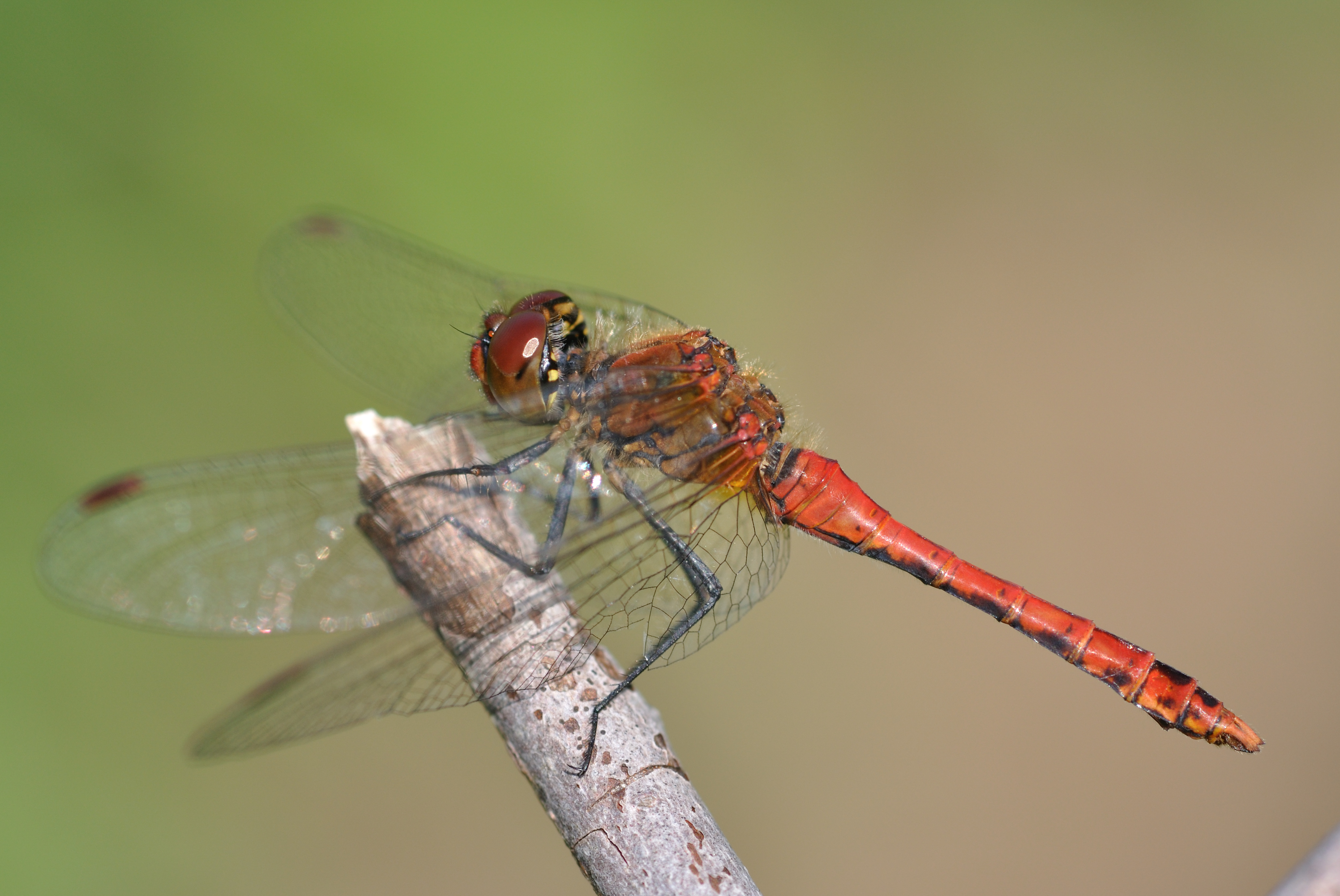 Sympetrum sanguineum qtl5