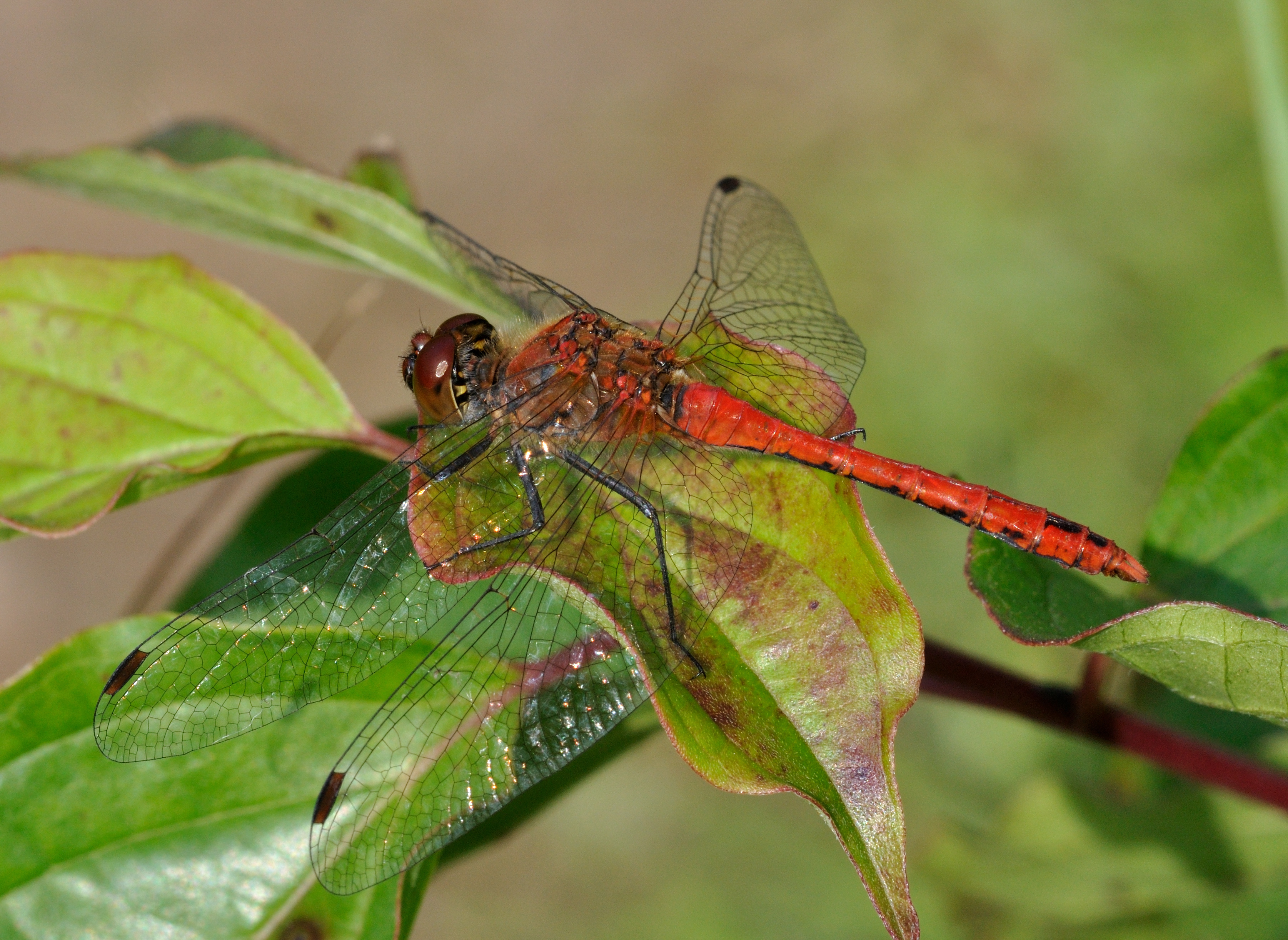 Sympetrum sanguineum qtl9