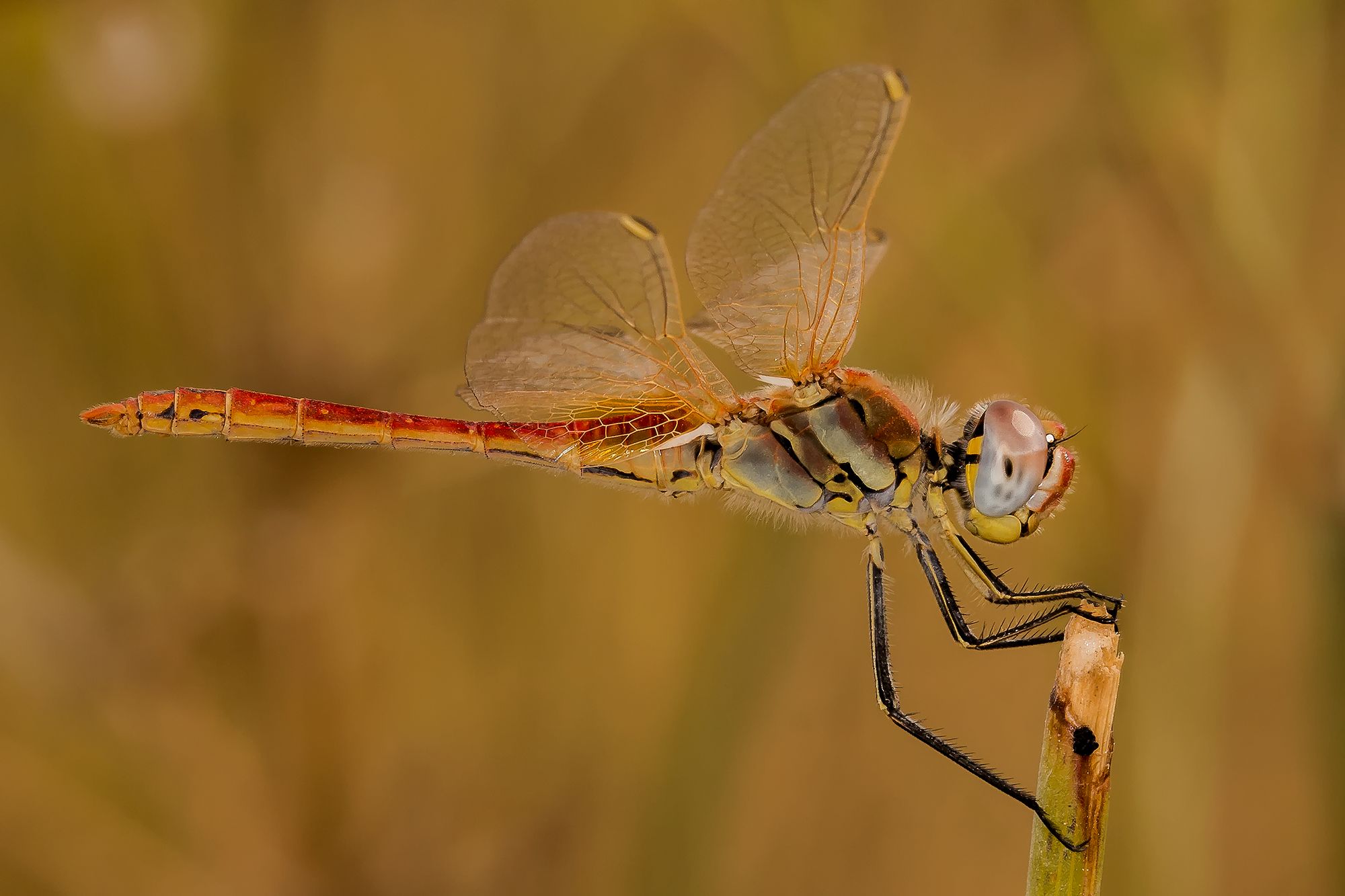 Sympetrum sp (IMG 7166)