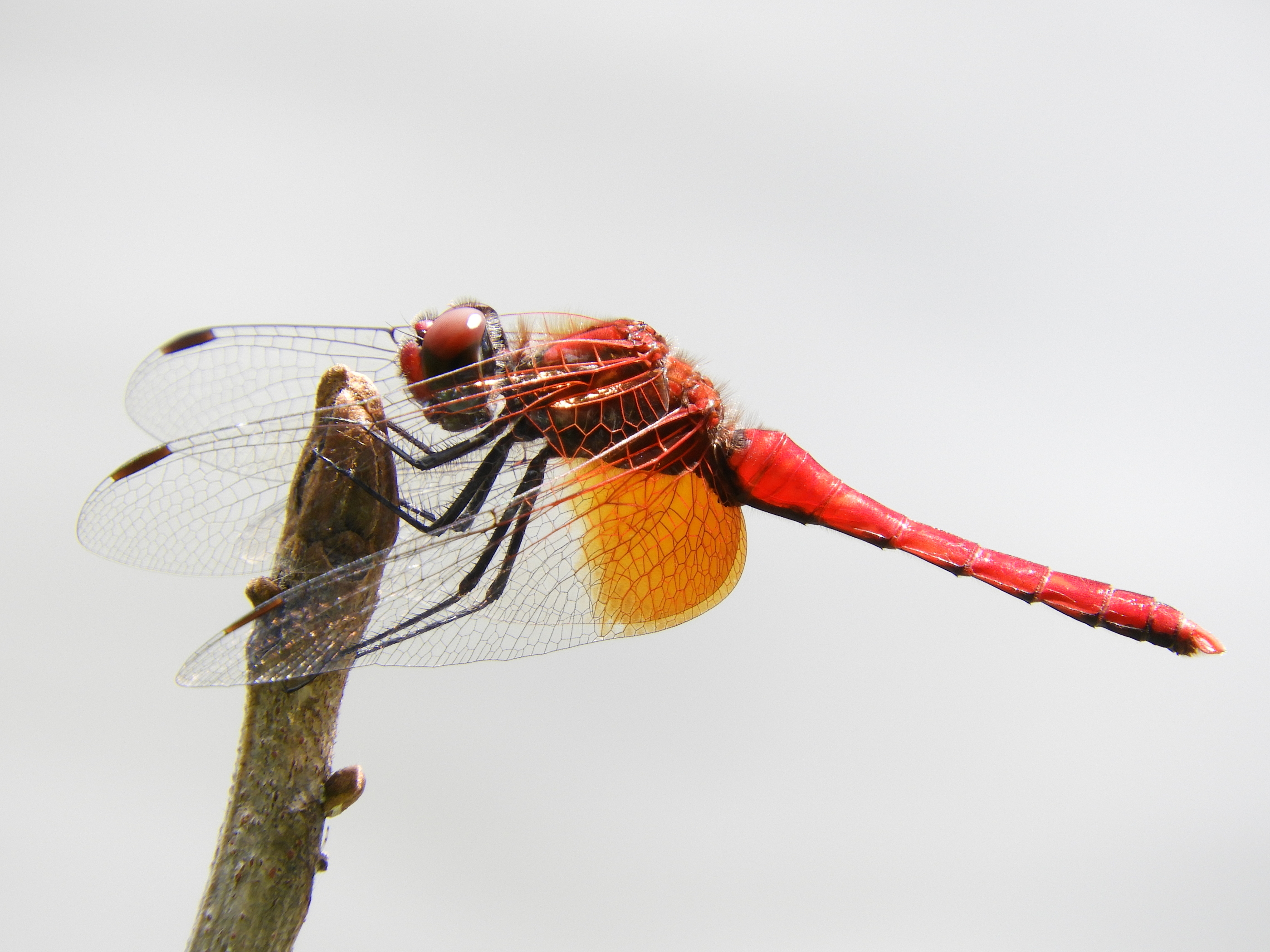 Sympetrum speciosum speciosum(Male,Japan,2017.09.12)
