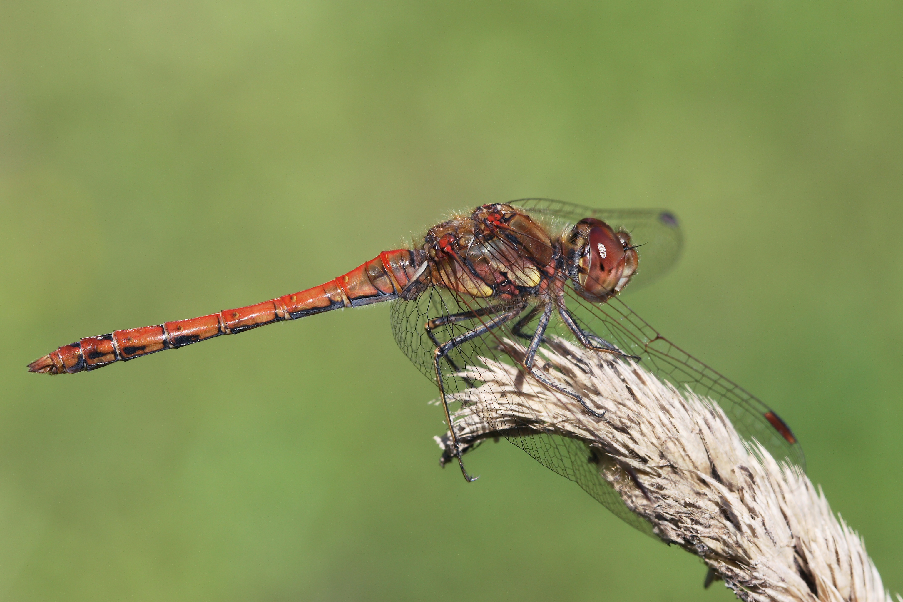 Sympetrum striolatum 1(loz)
