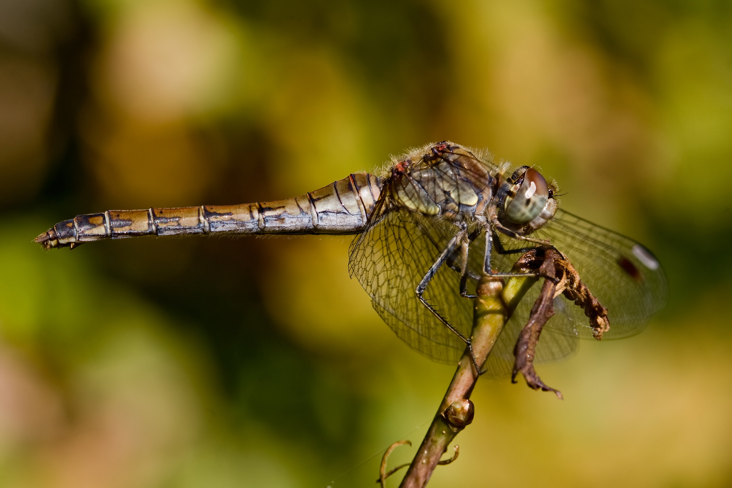 Sympetrum striolatum 4(loz)