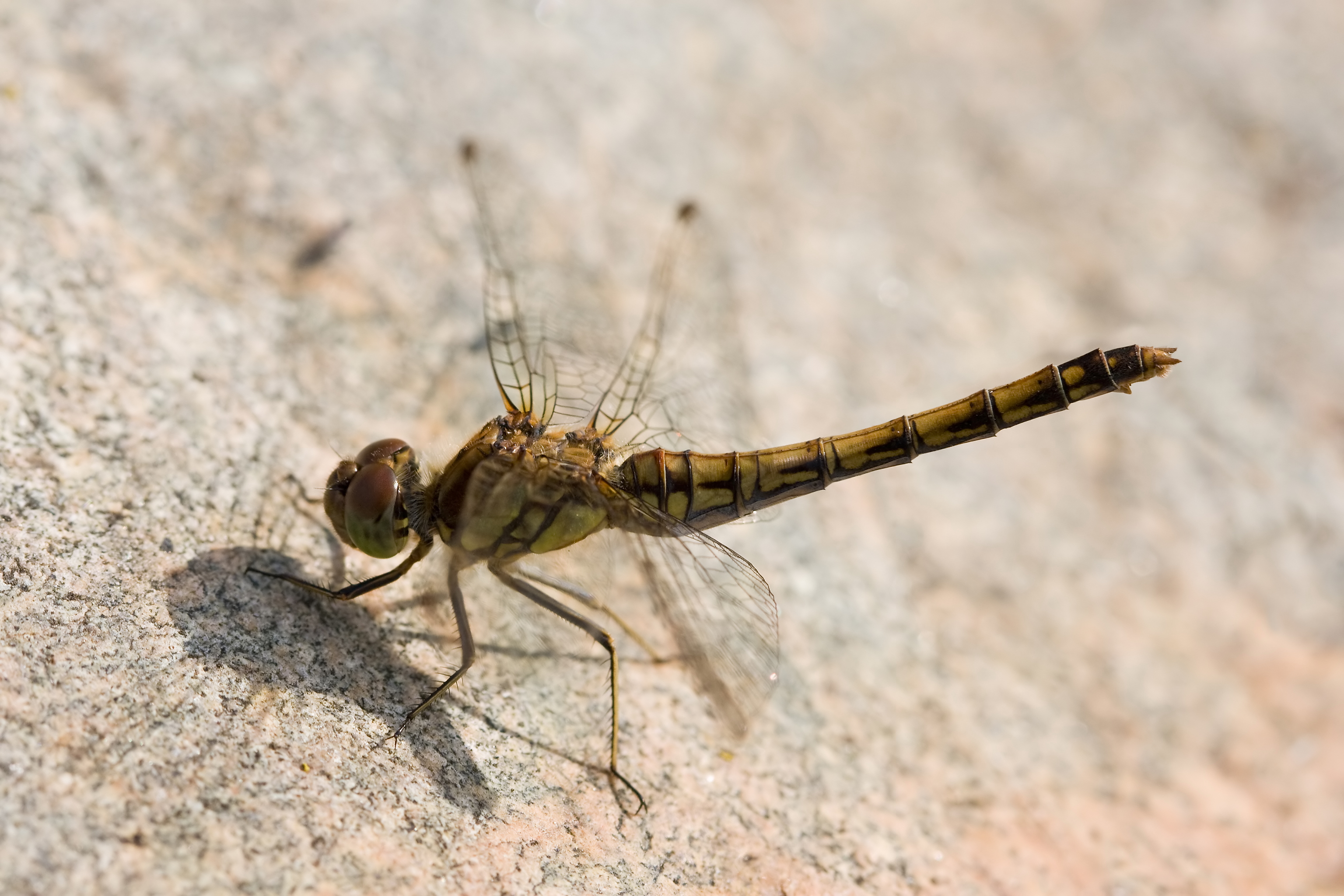Sympetrum striolatum 5(loz)