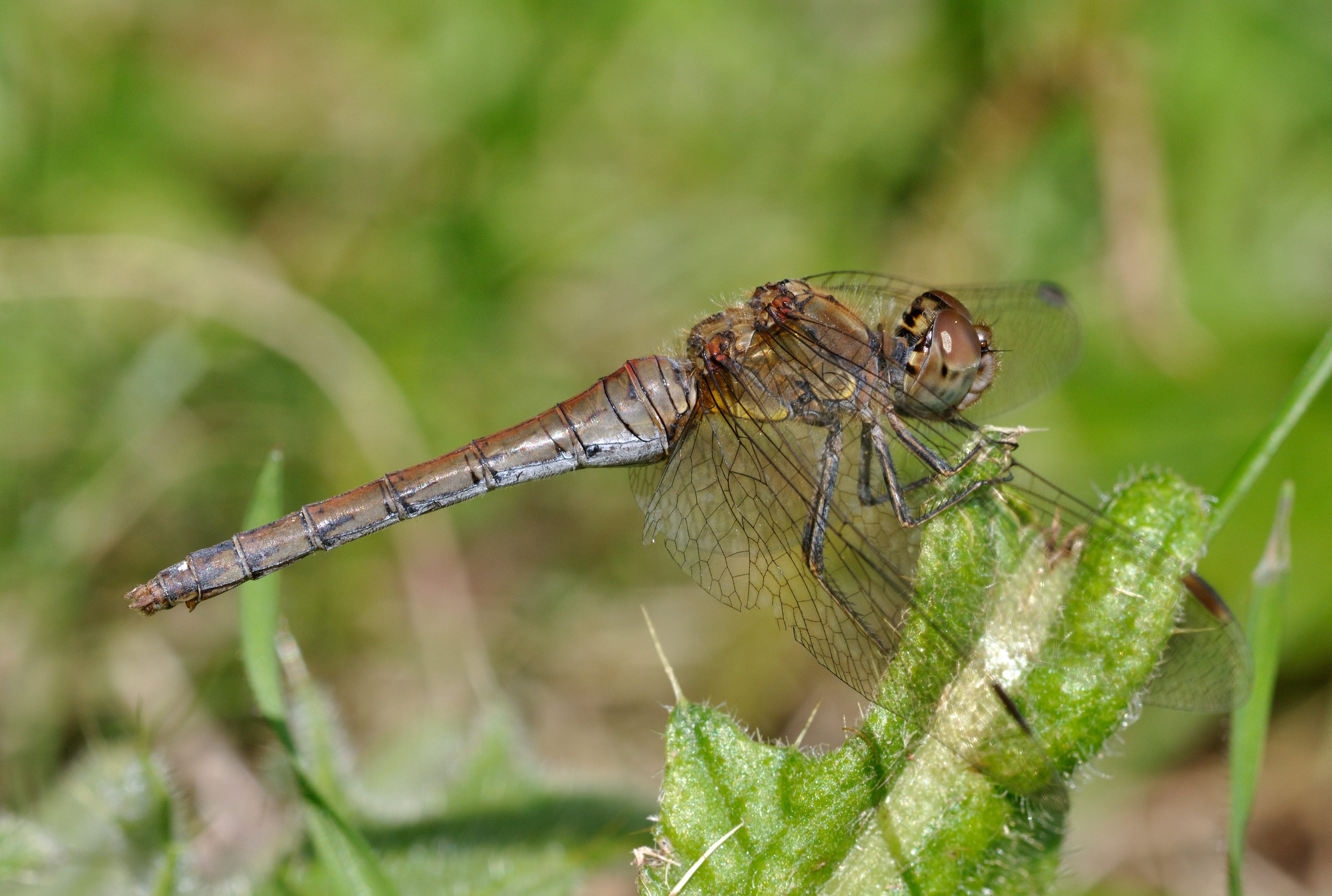 Sympetrum striolatum qtl4
