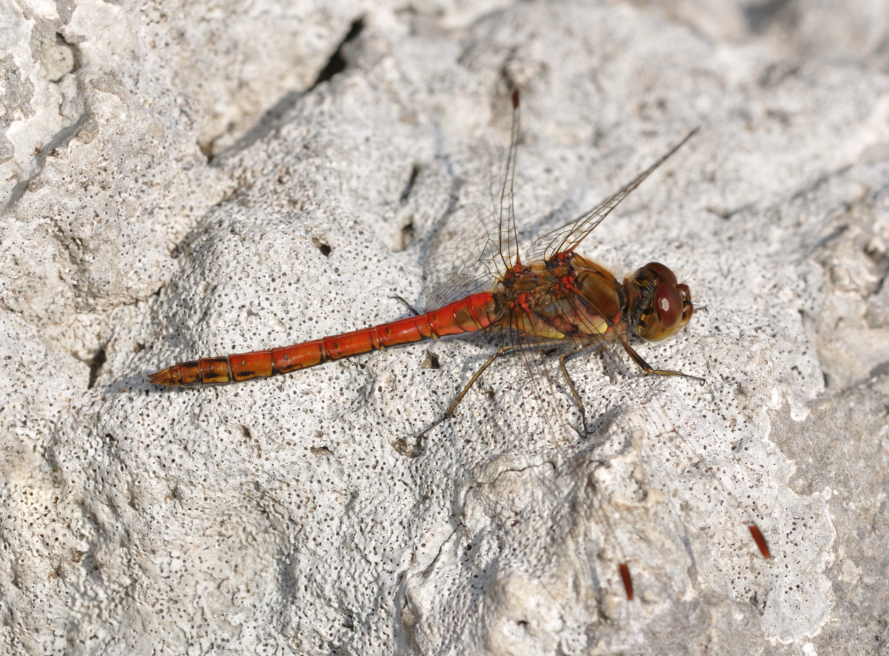 Sympetrum striolatum qtl5