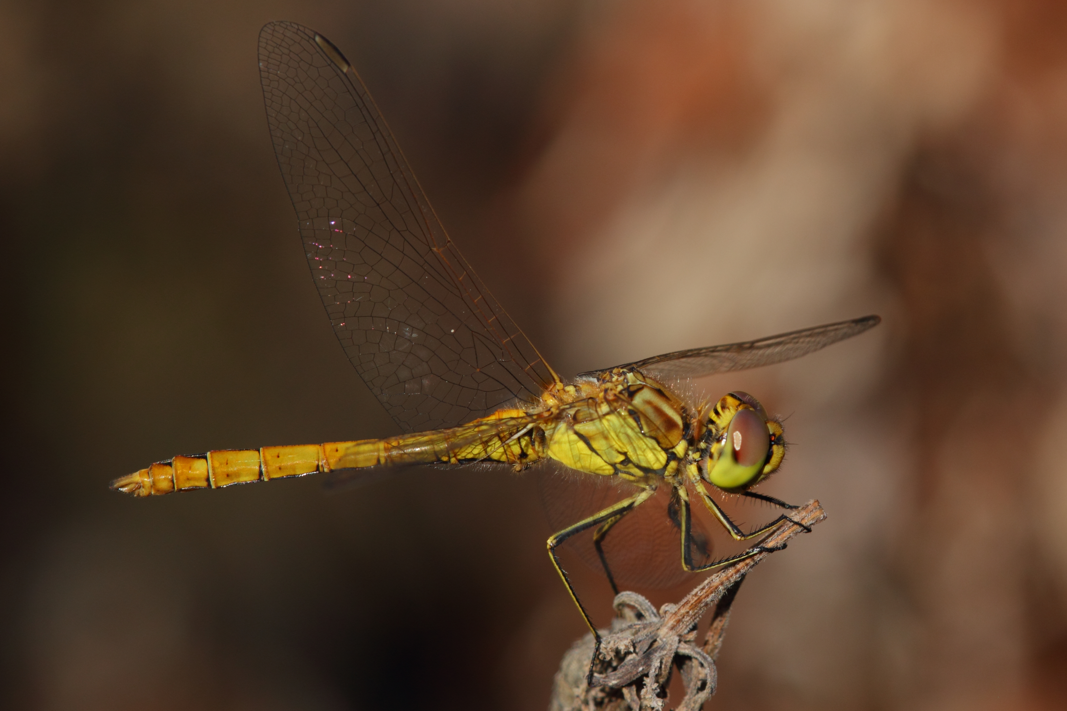 Sympetrum vulgatum - Eisenstadt 3