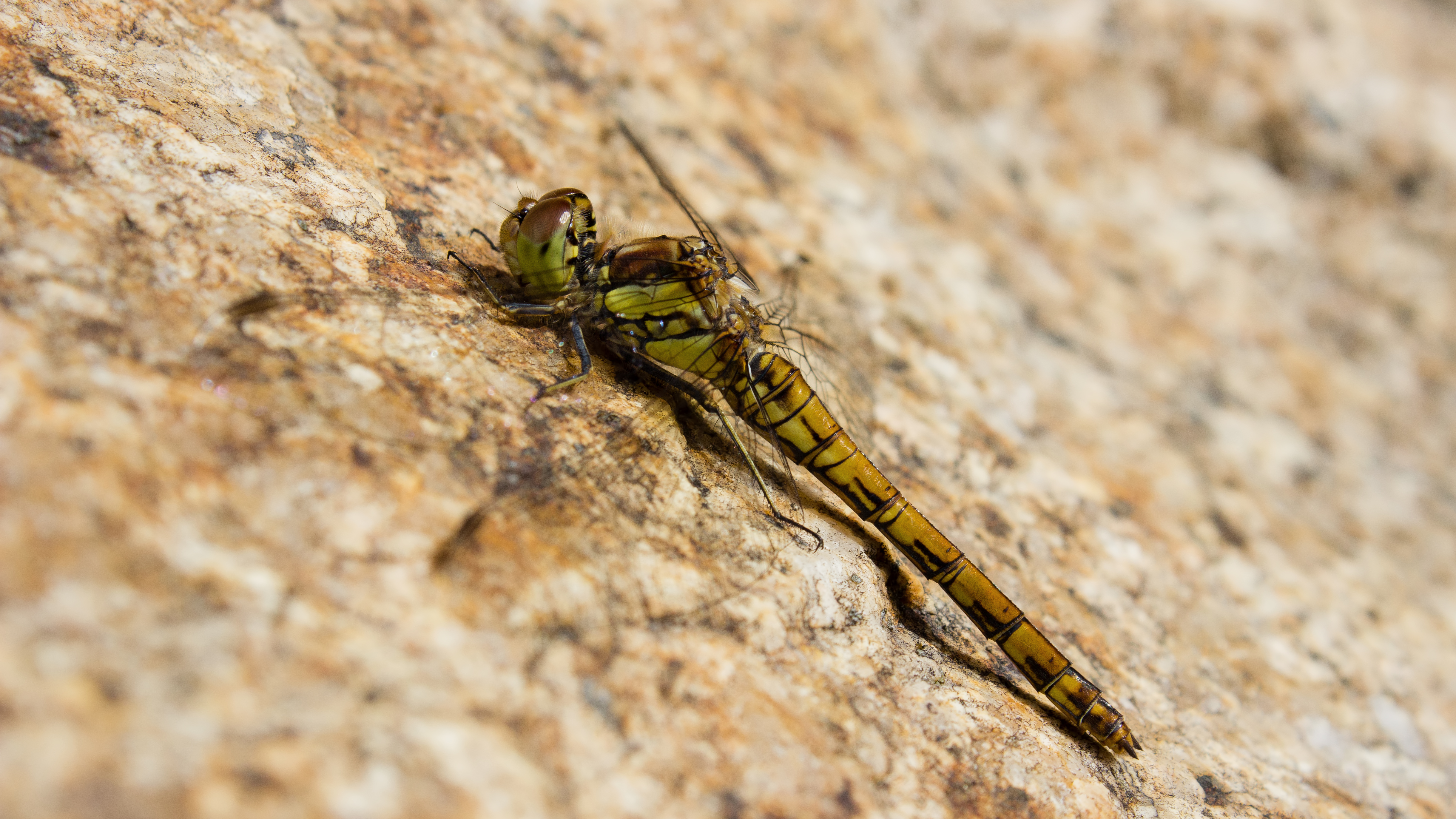 Sympetrum vulgatum, female